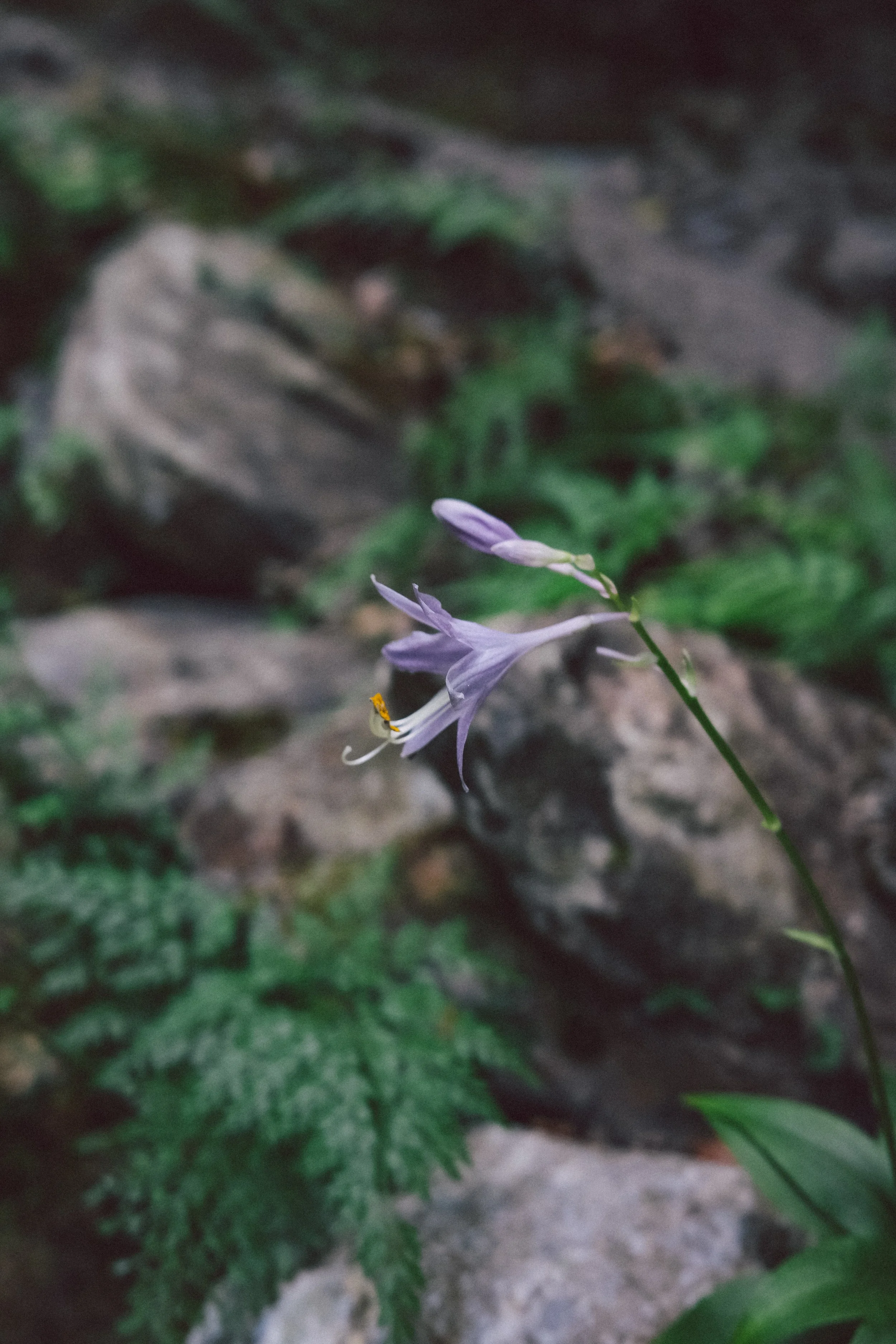 DSCF1562.JPG