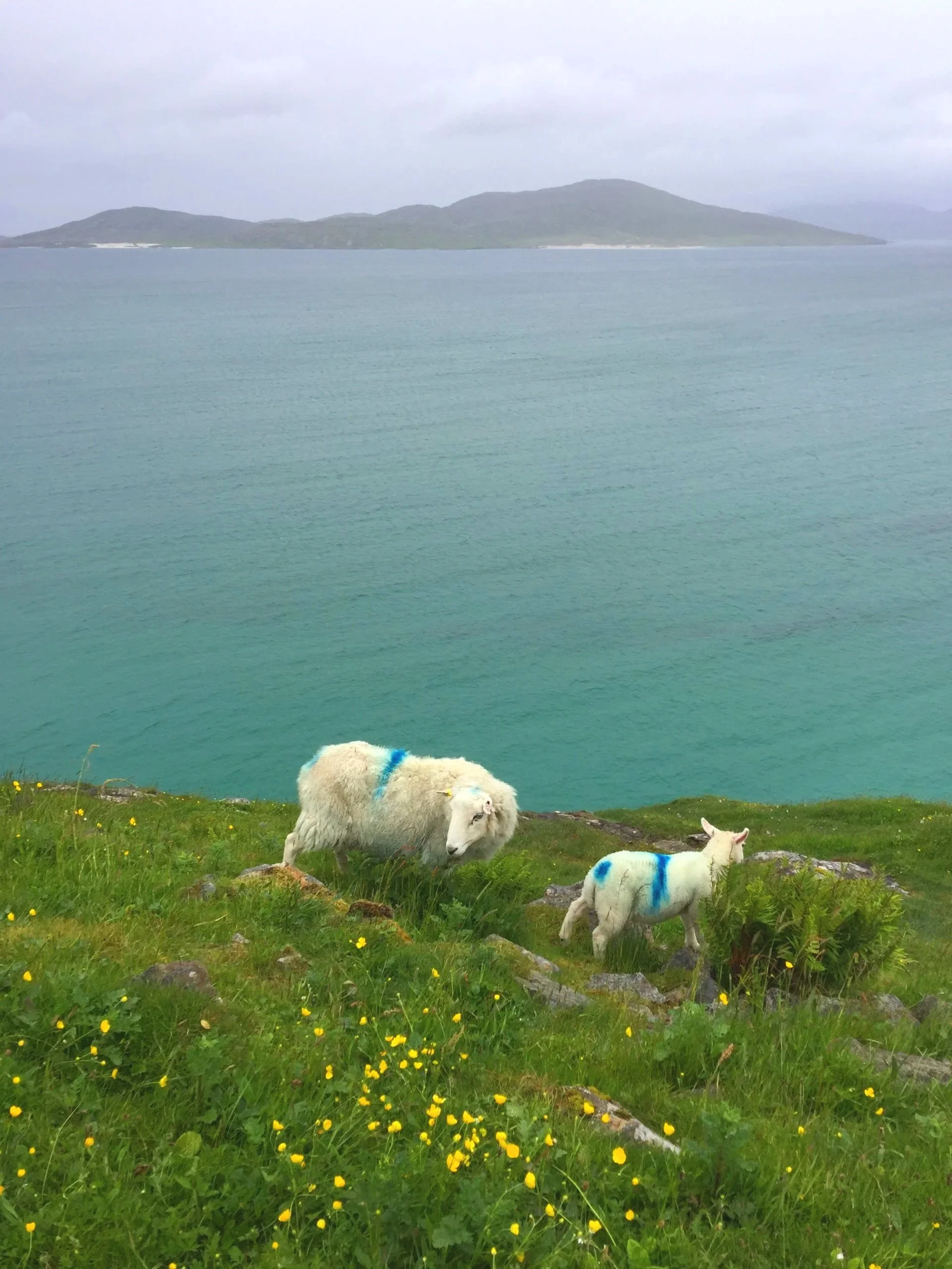 Sea View House Harris.  Dog friendly luxury 2 bed Harris holiday cottage, spectacular sea views. Close to beaches of Luskentyre, Scarista, Northton and Hushinish, boats to St.Kilda, Beaches, Harris brewery and Harris distillery. Sauna and William Hol