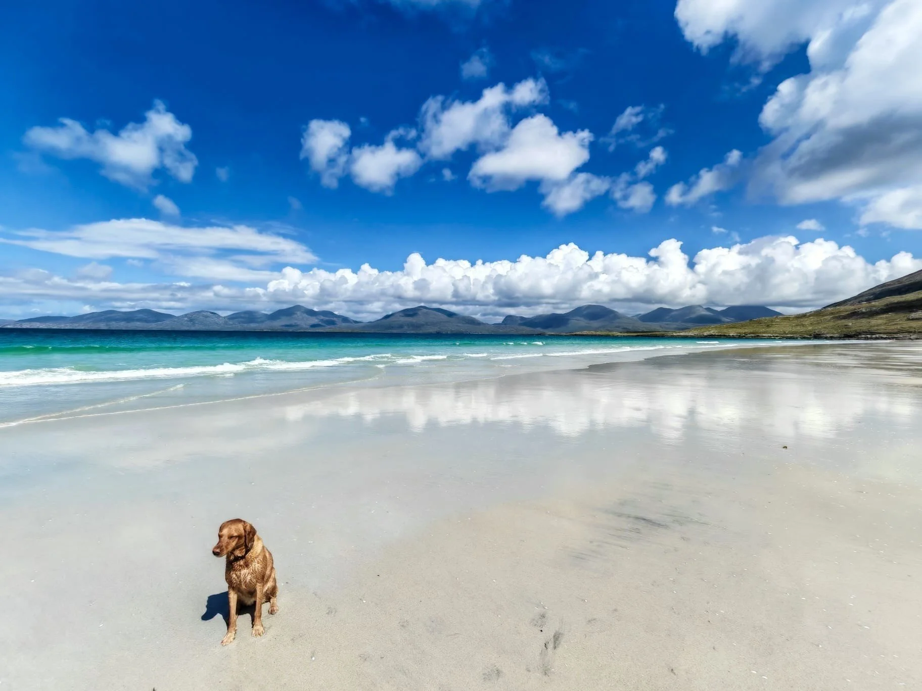 Lily the Labrador sitting on a Luskentyre beach 