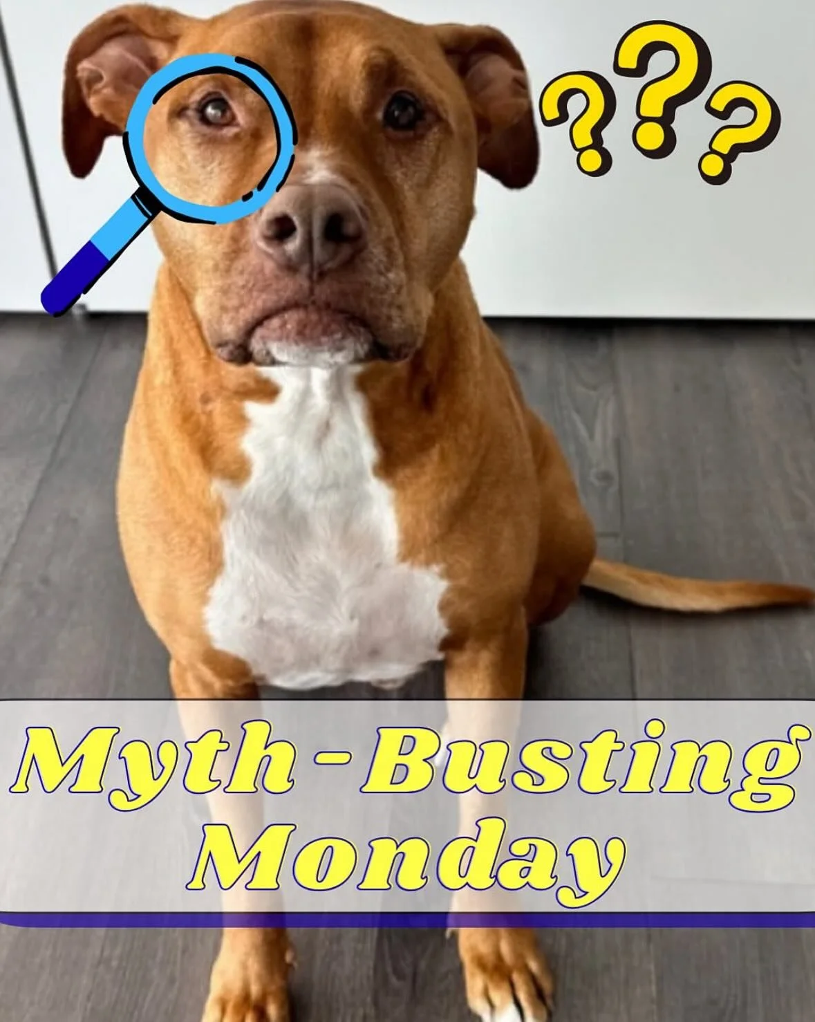 Busting Myths About Why There Are So Many “Pit Bulls” In Shelters