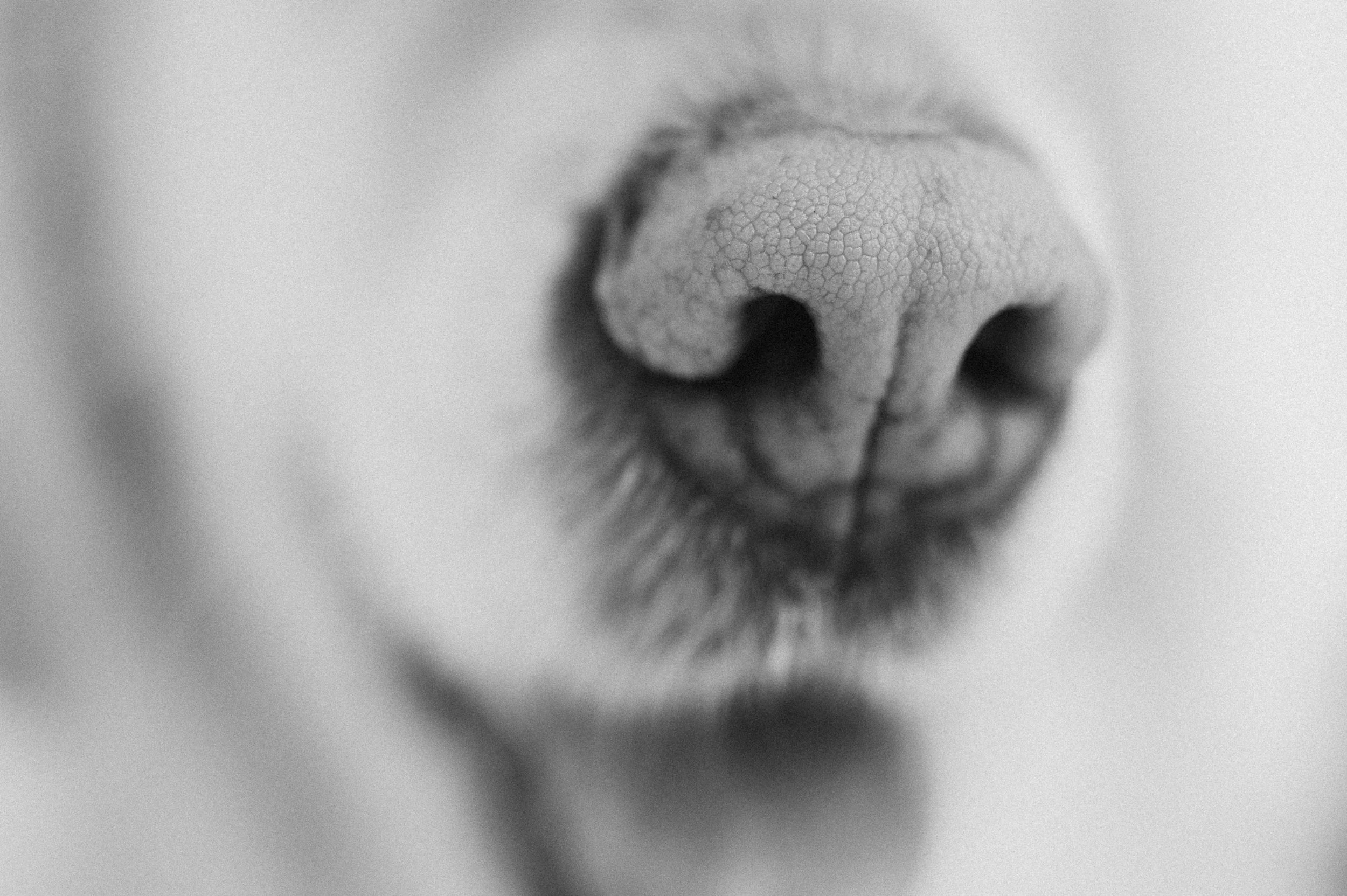 Mustavalkoinen lähikuva koiran tai muun eläimen kuonosta, jonka juuri havaittu.