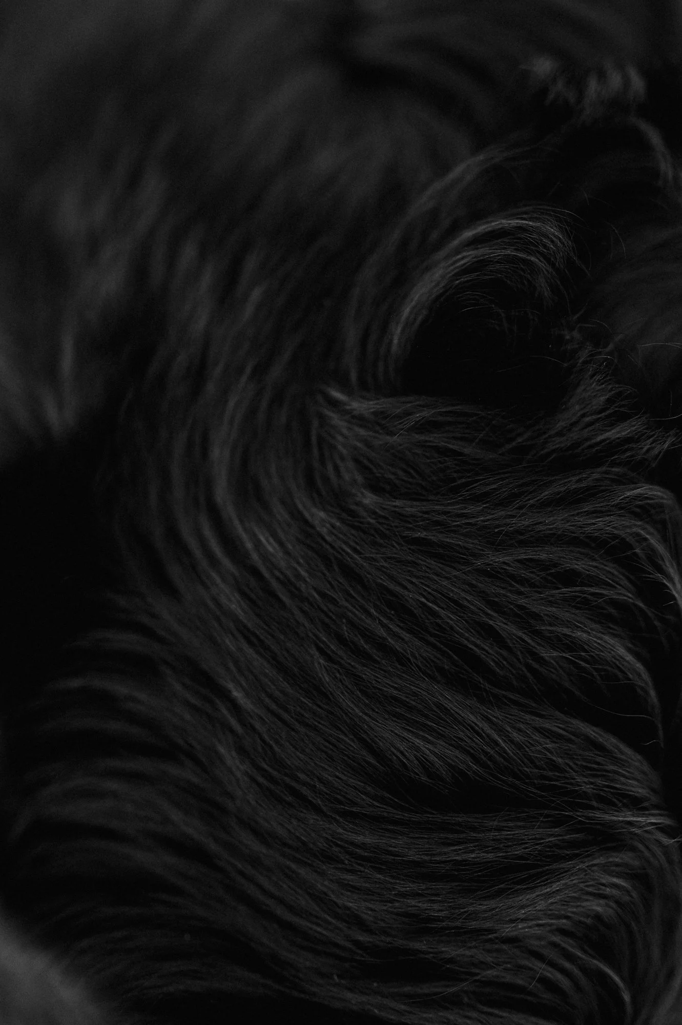 Mustan koiran turkki ja kihara karva