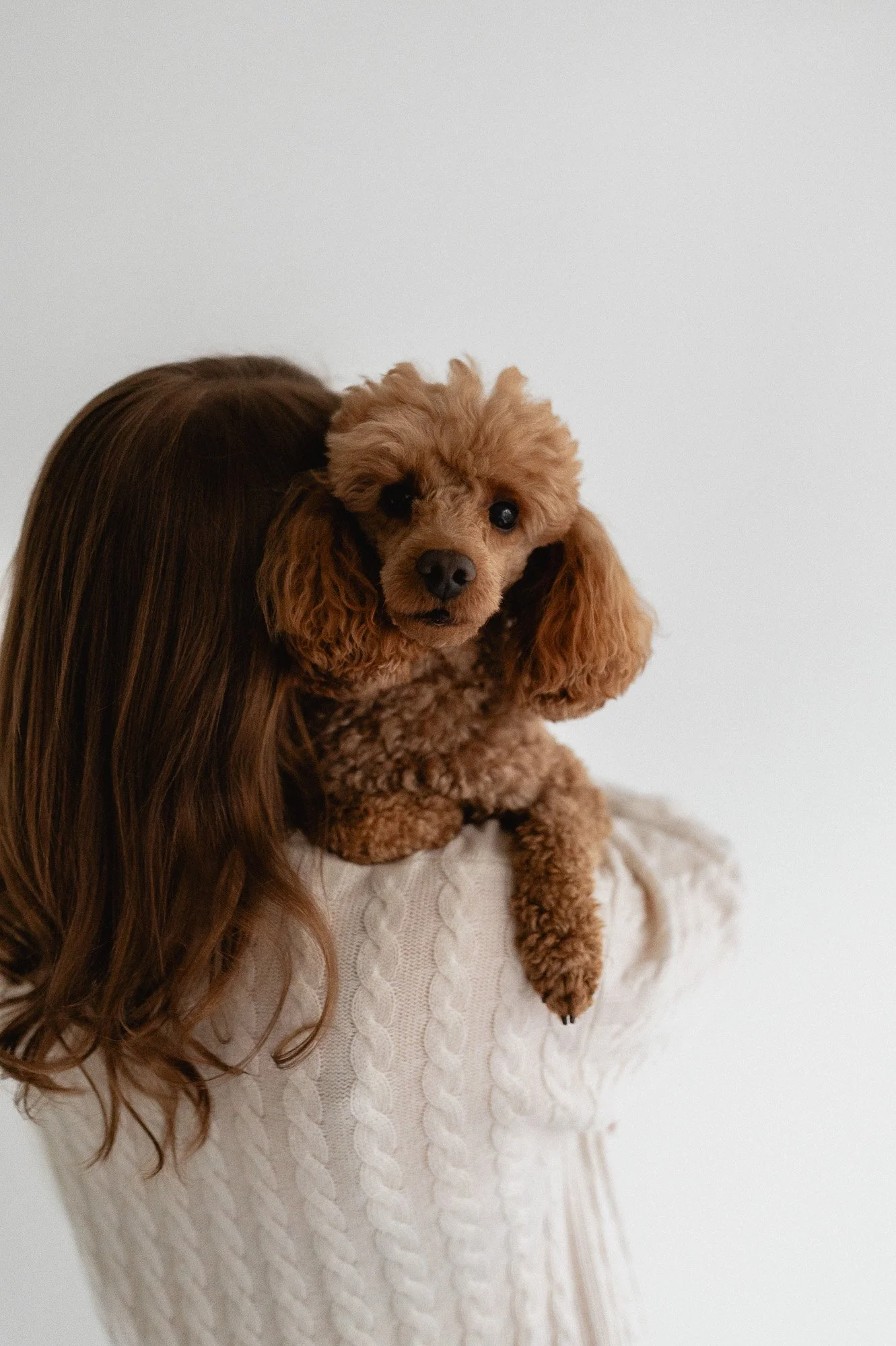 Henkilö, jolla on pitkät ruskeat hiukset, pitää pienen ruskean kiharaisen koiran sylissään valkoisella taustalla