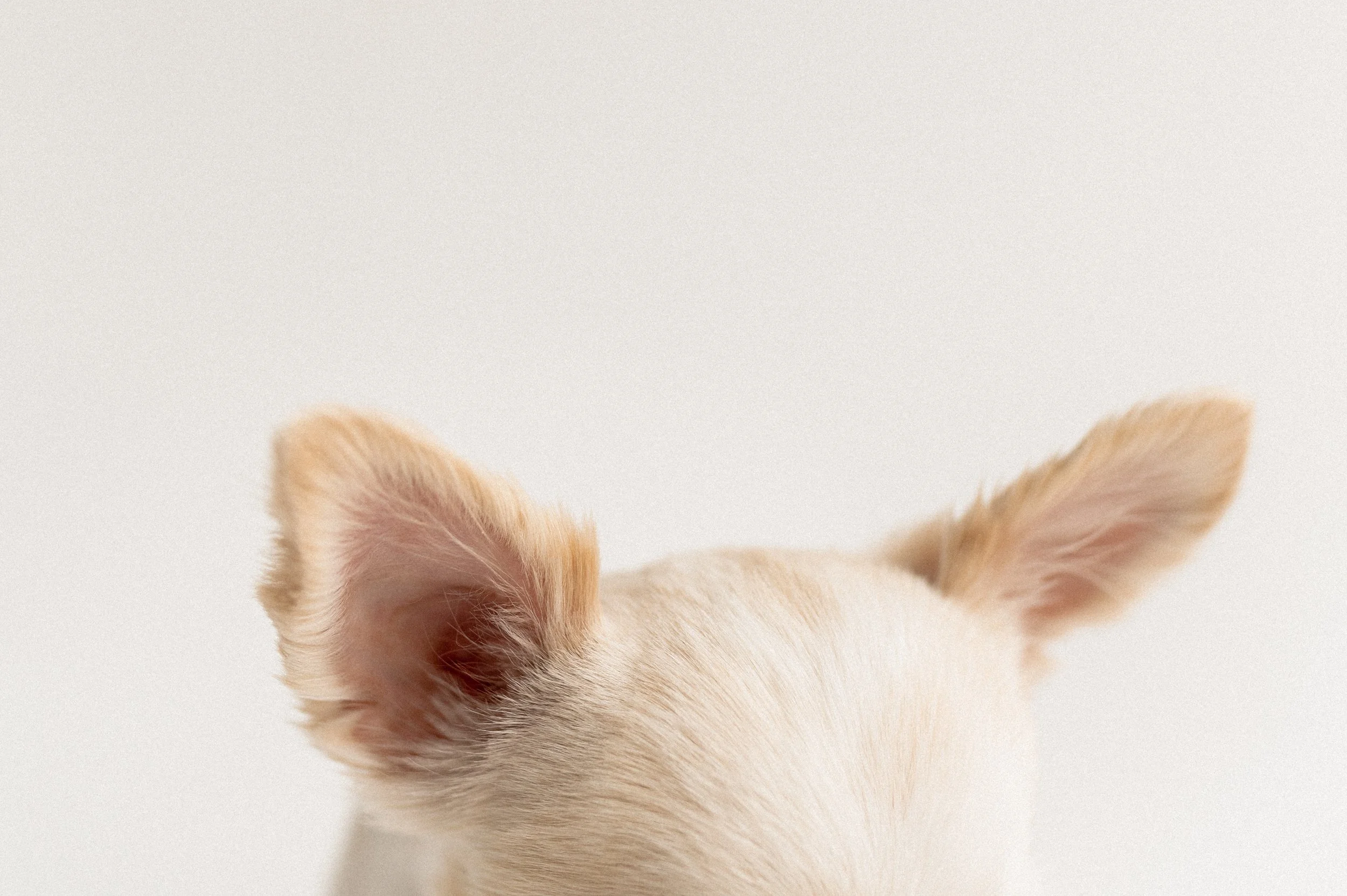 Lähikuva pienen koiran, chihuahuan, korvista ja osasta päätä, vaalea turkki ja valkoinen tausta