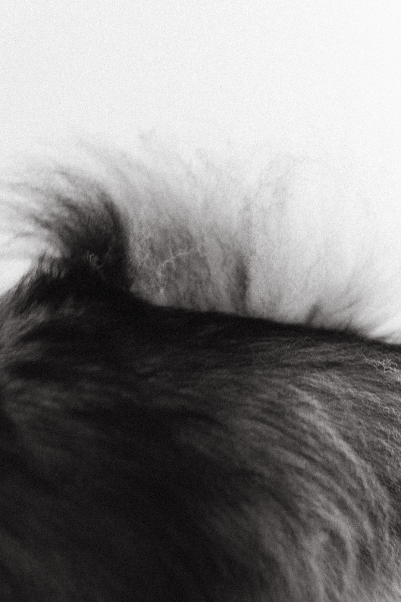 Mustavalkoinen kuva koiran turkista lähikuvassa.