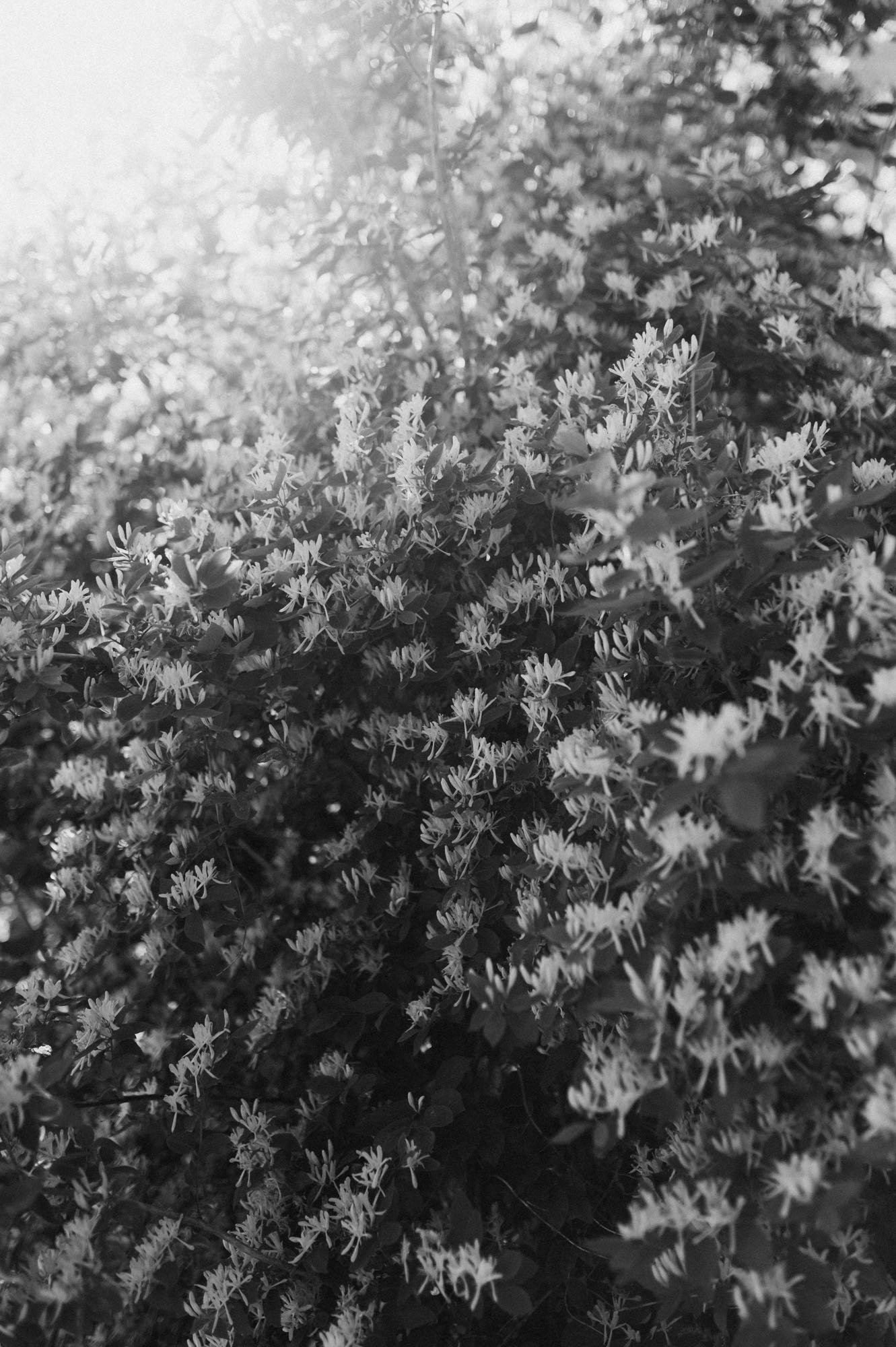 Mustalohdossa paljon pieniä valkoisia kukkia ja vihreitä lehtiä, auringonvalo osuu osaan kukista.