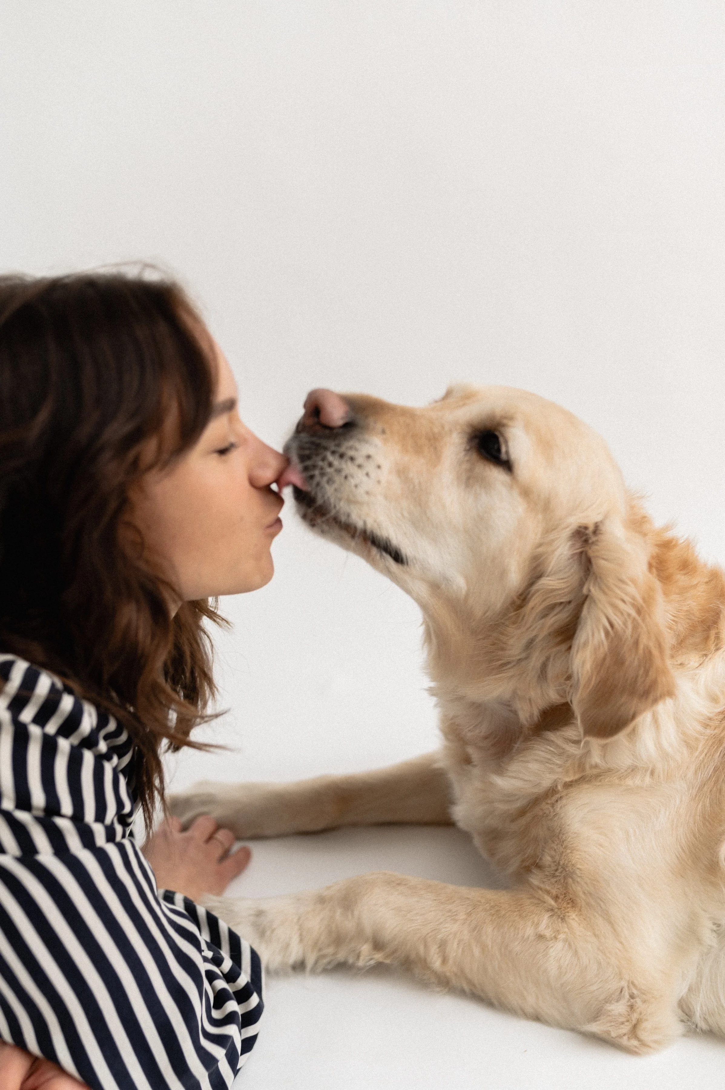 Nainen ja kultainennoutaja läheisyydessä, nenäkosketuksessa, valkoinen tausta.