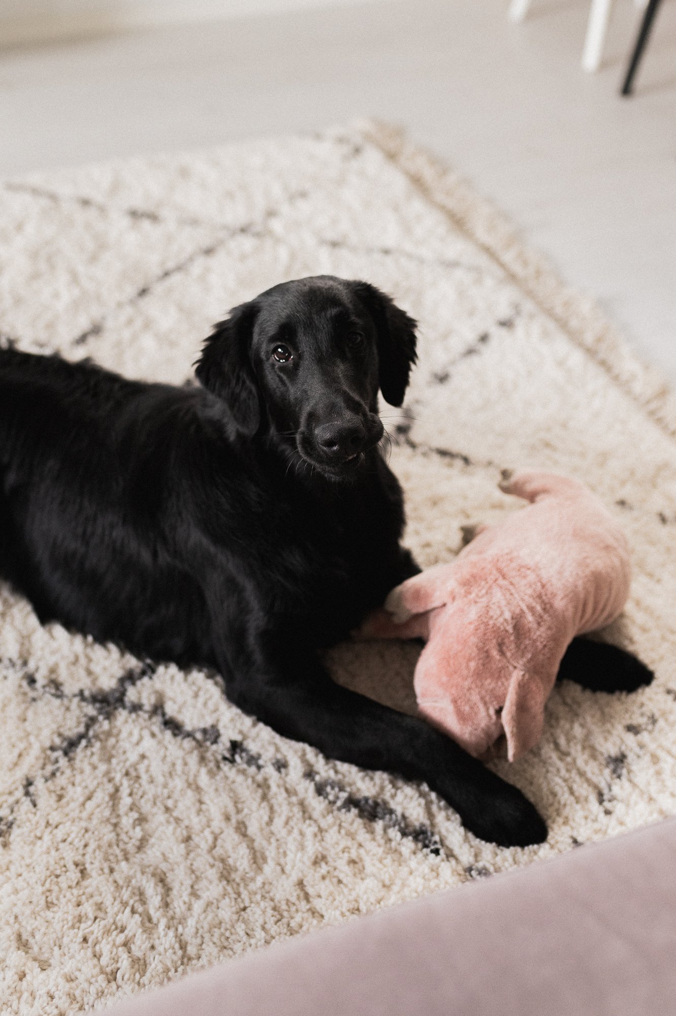 Musta koira makaa pehmeällä matolla, vieressään nallekarhu, taustalla osa huoneen lattiaa ja sohvaa.