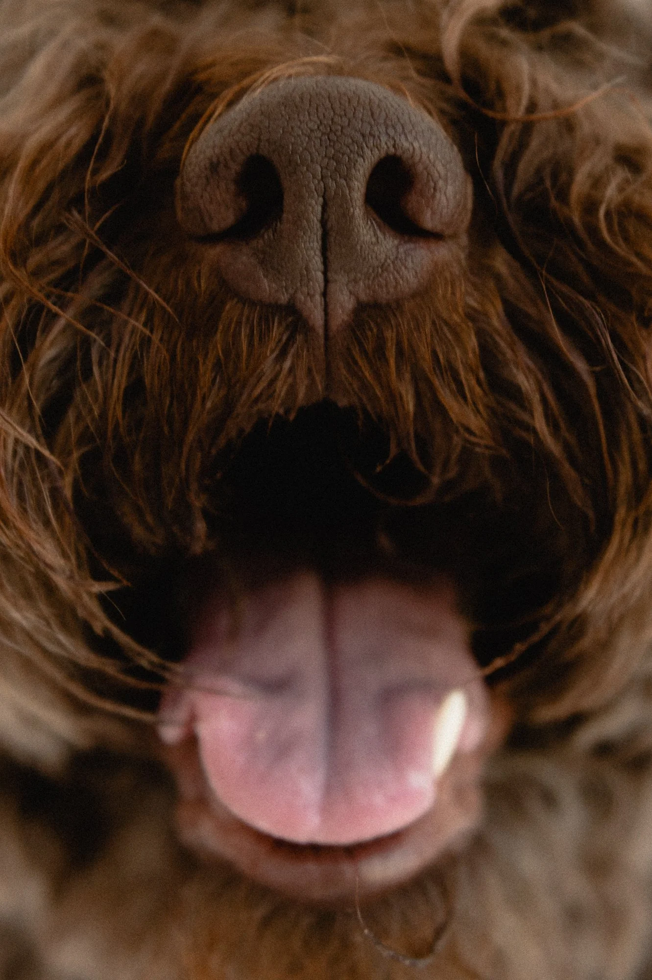 Lähikuva koiran kuonosta ja kielestä.