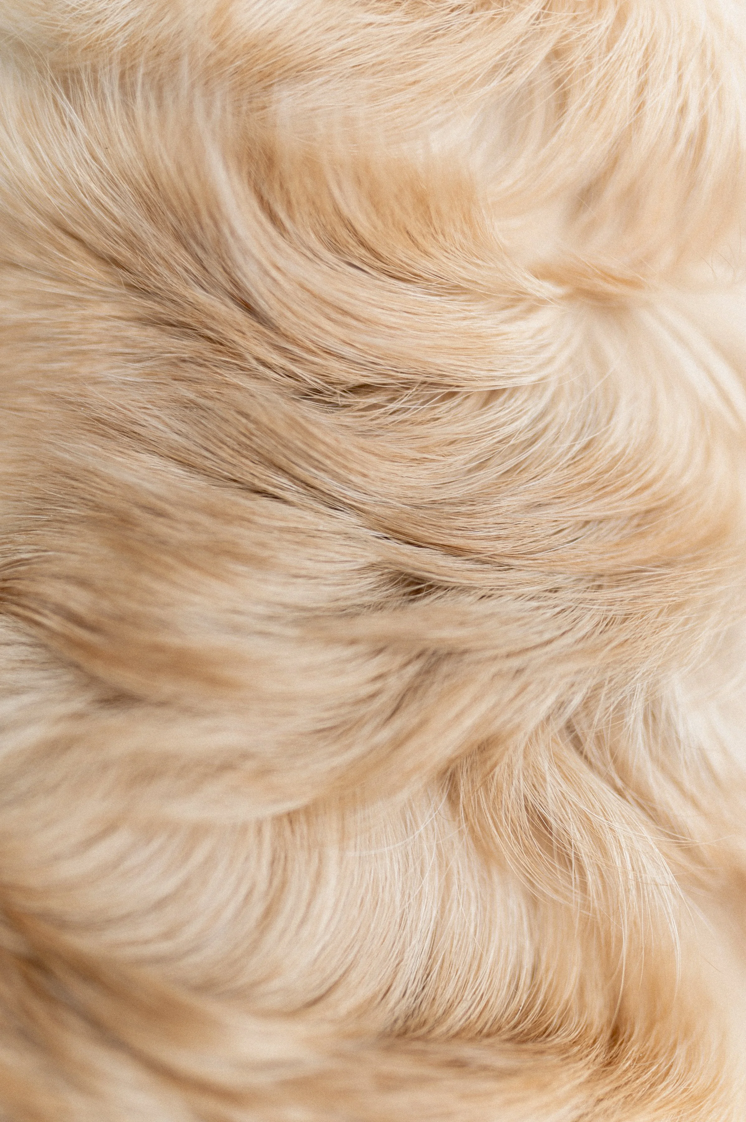 Lähikuva vaaleasta, hieman kihartuvasta koiran turkista, kultainennoutaja