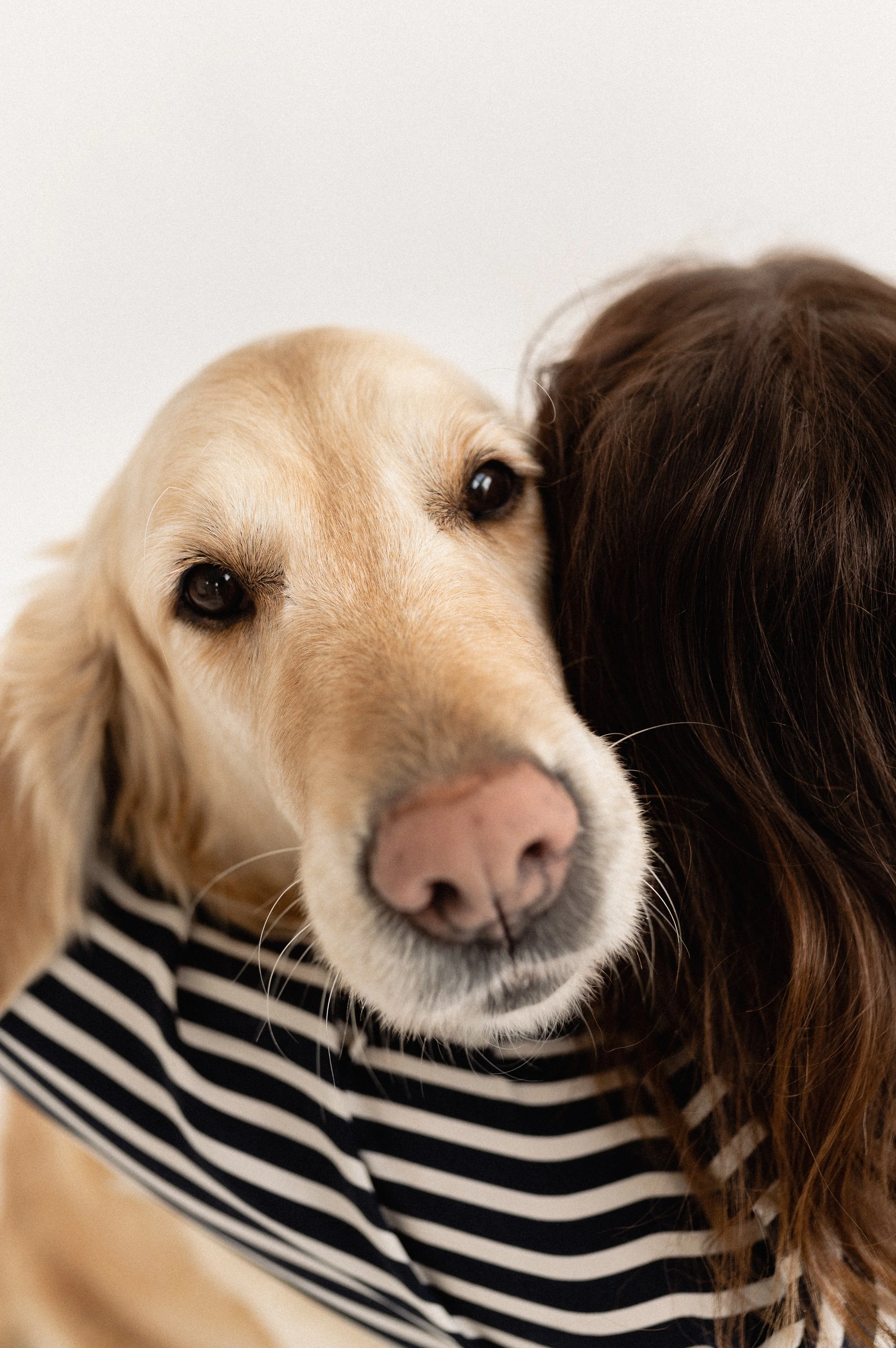 Koirakuvaus, omistaja halaa koiraa, kultainen noutaja, läheisyys ja rakkaus välittyy, suloinen kuono