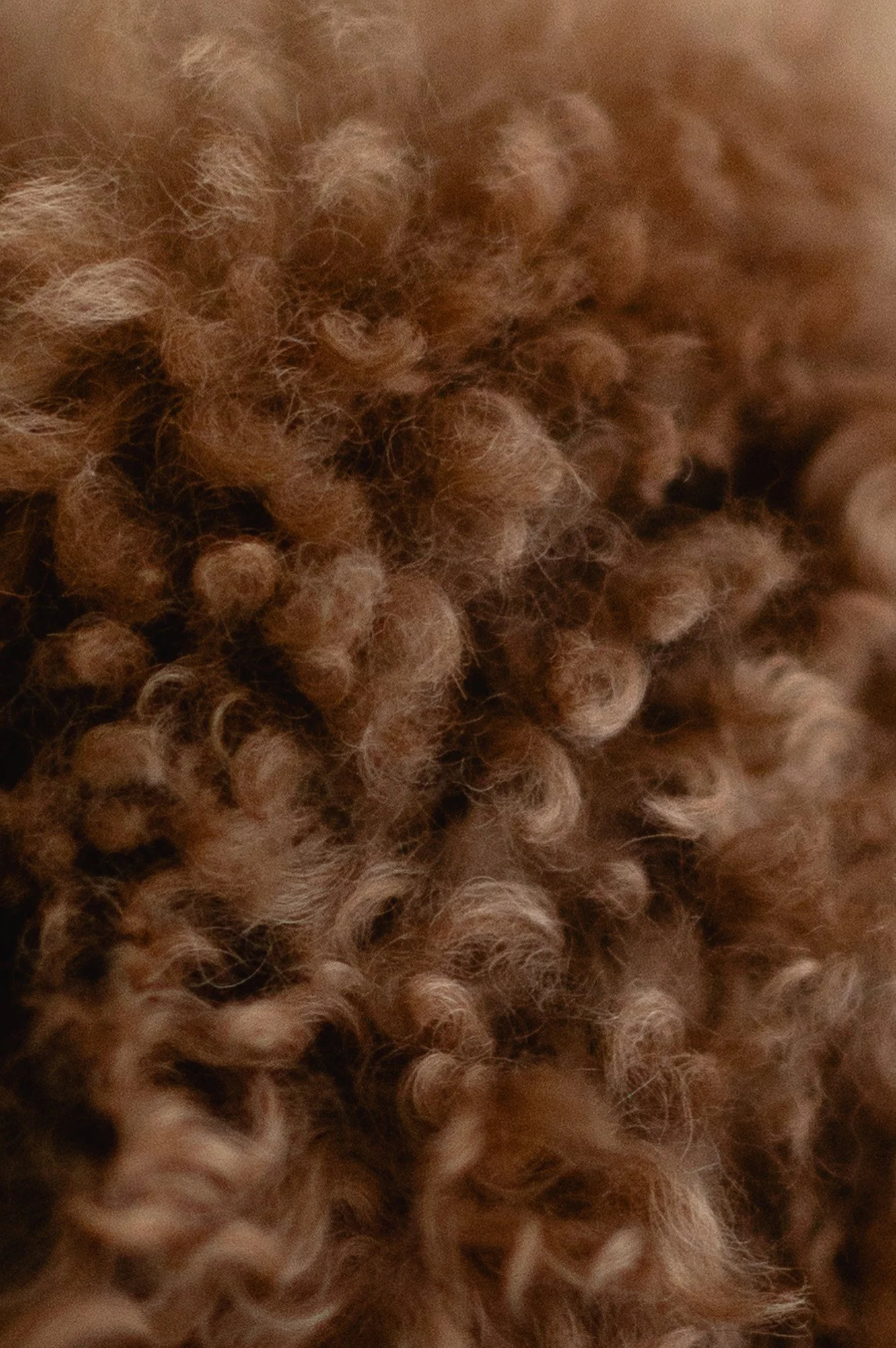 Lähikuva ruskeasta, kiharasta koirankarvasta.