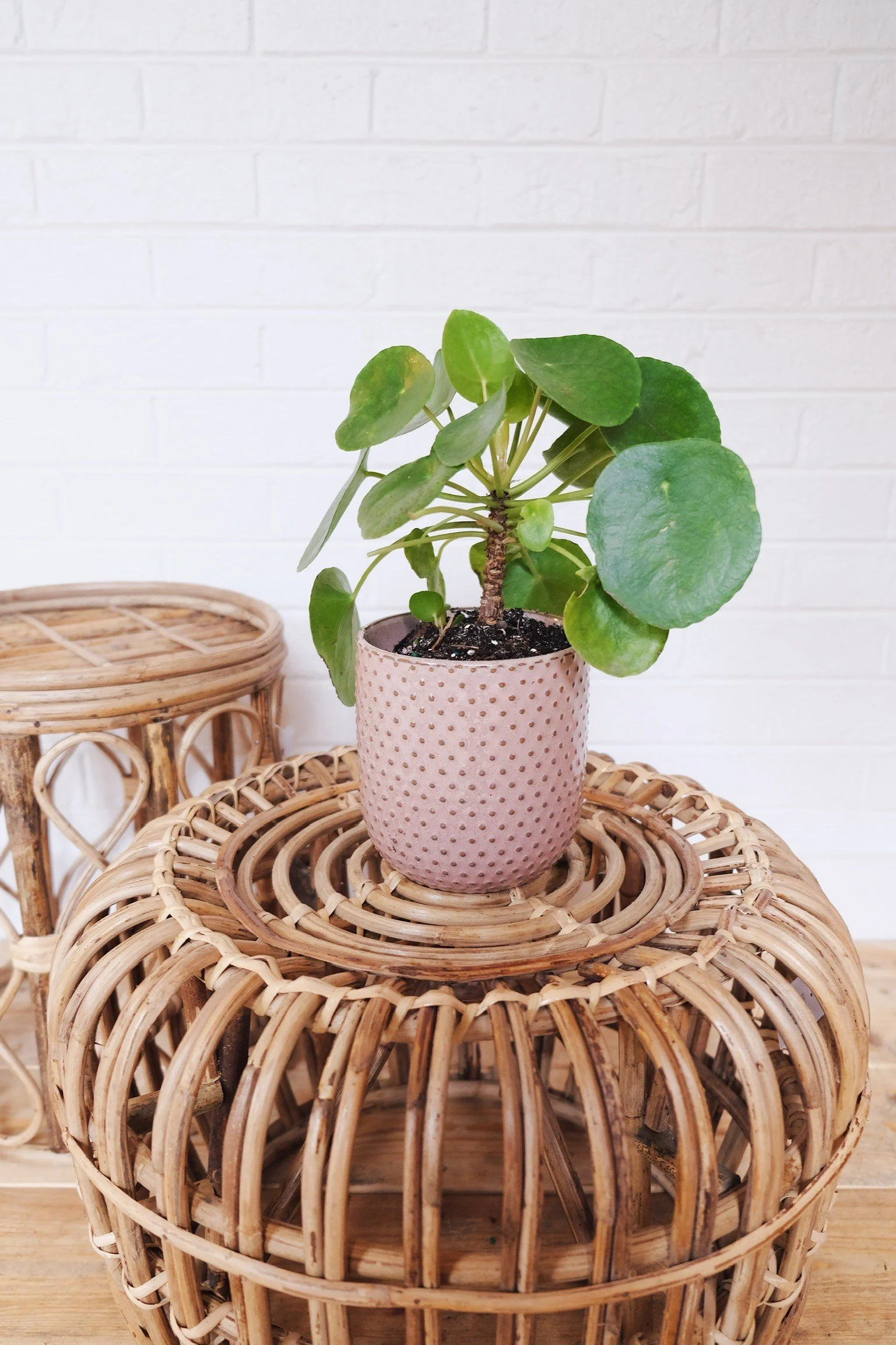 A potted plant with round, green leaves sitting on a woven rattan stool against a white brick wall.