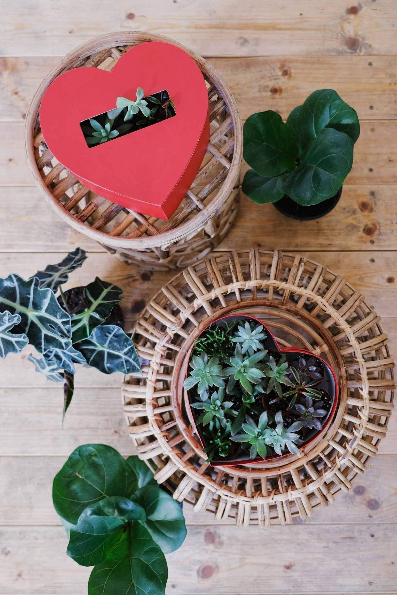 Top-down view of three potted plants on a wooden surface, with a red heart-shaped box containing small succulents on a cane tray.