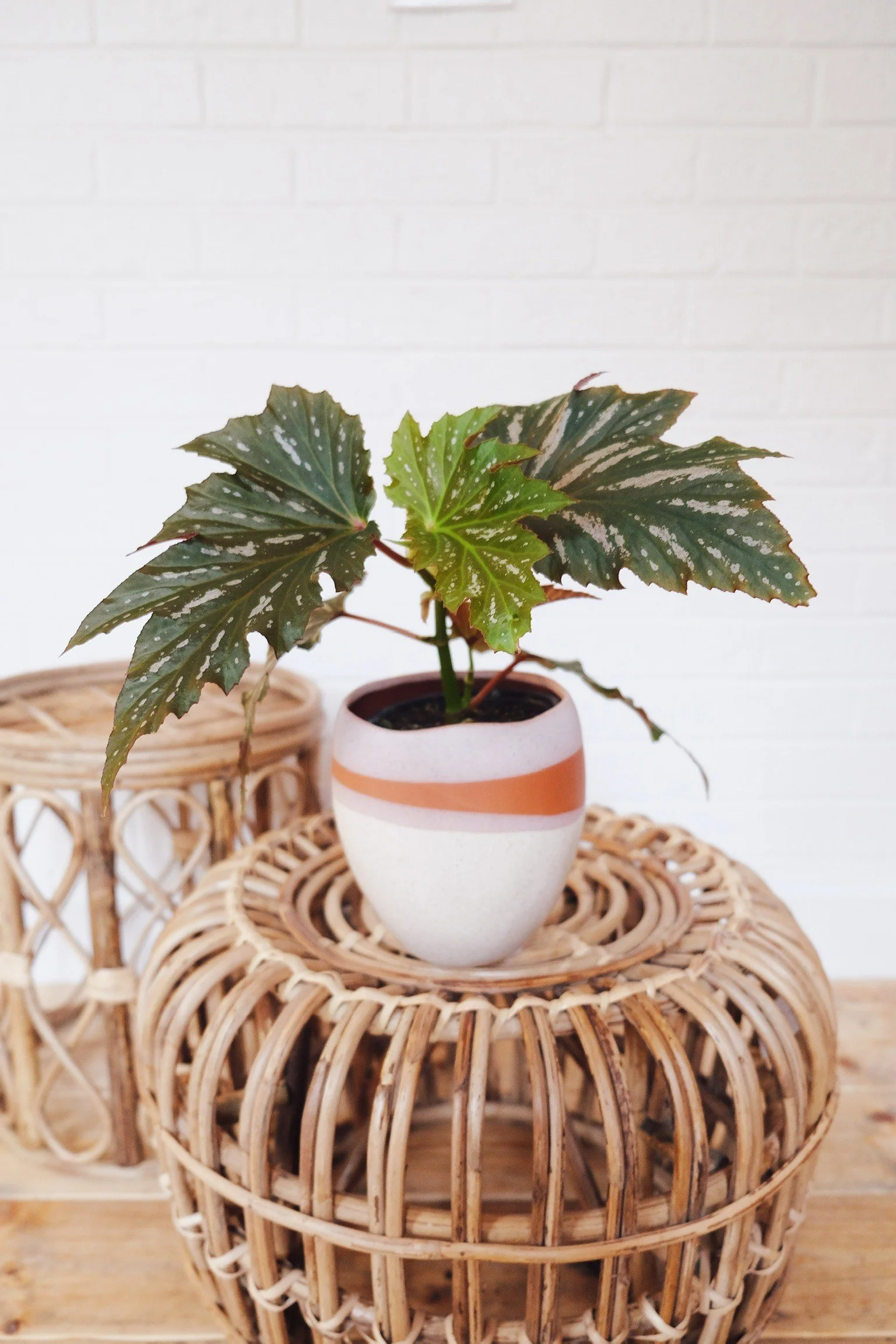 Houseplant with variegated green leaves growing in a white and terracotta ceramic pot, placed on a woven rattan table next to another wicker piece against a white brick wall.