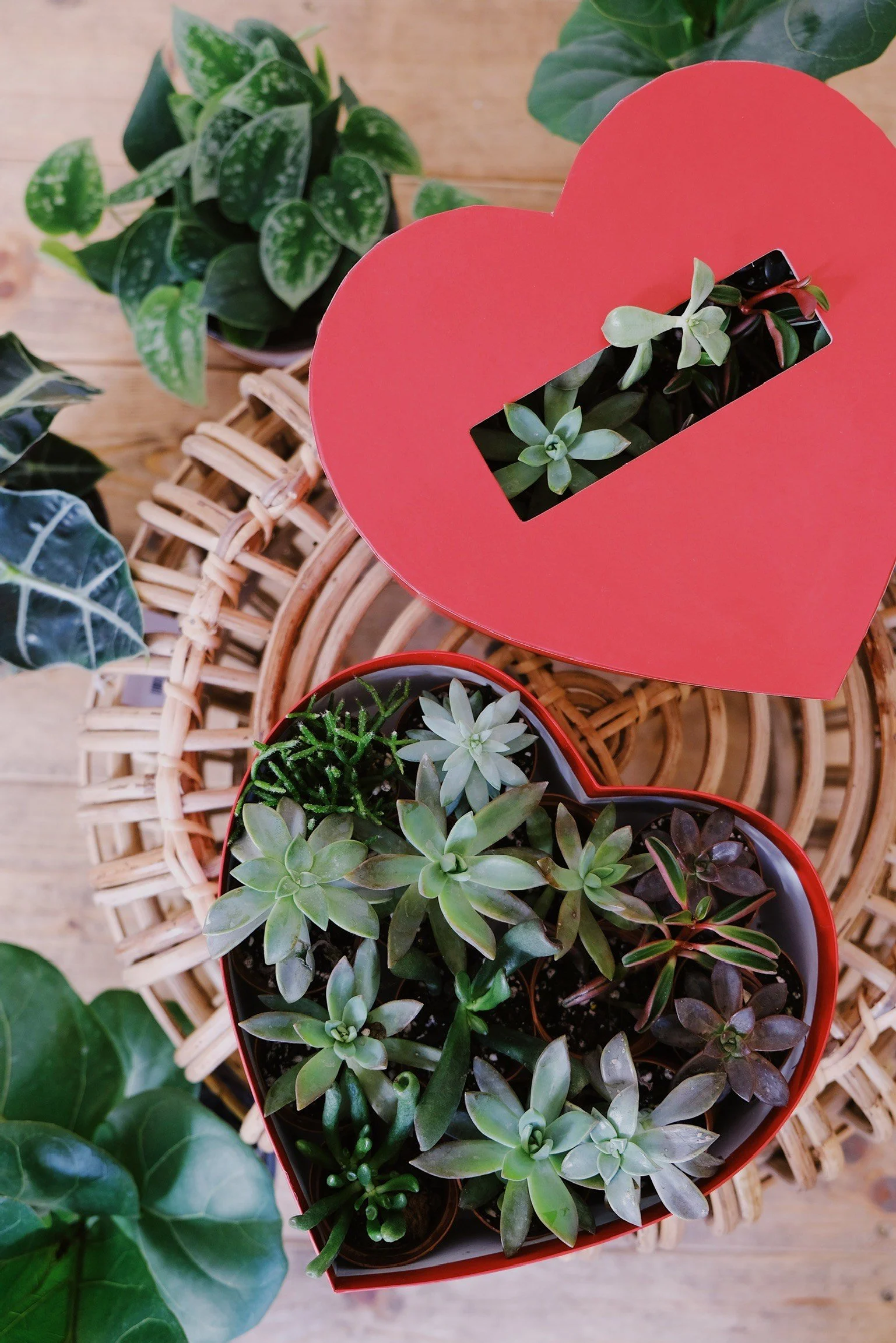 A red heart-shaped planter with succulents and a red heart-shaped box with succulents on a woven rattan surface, surrounded by green leafy plants.