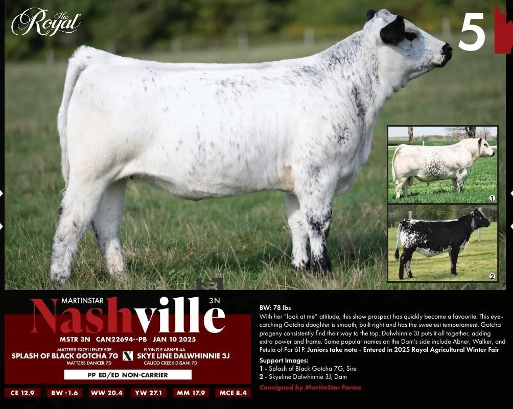 Martinstar Nashville 3N [SOLD] Fallis Land & Cattle 