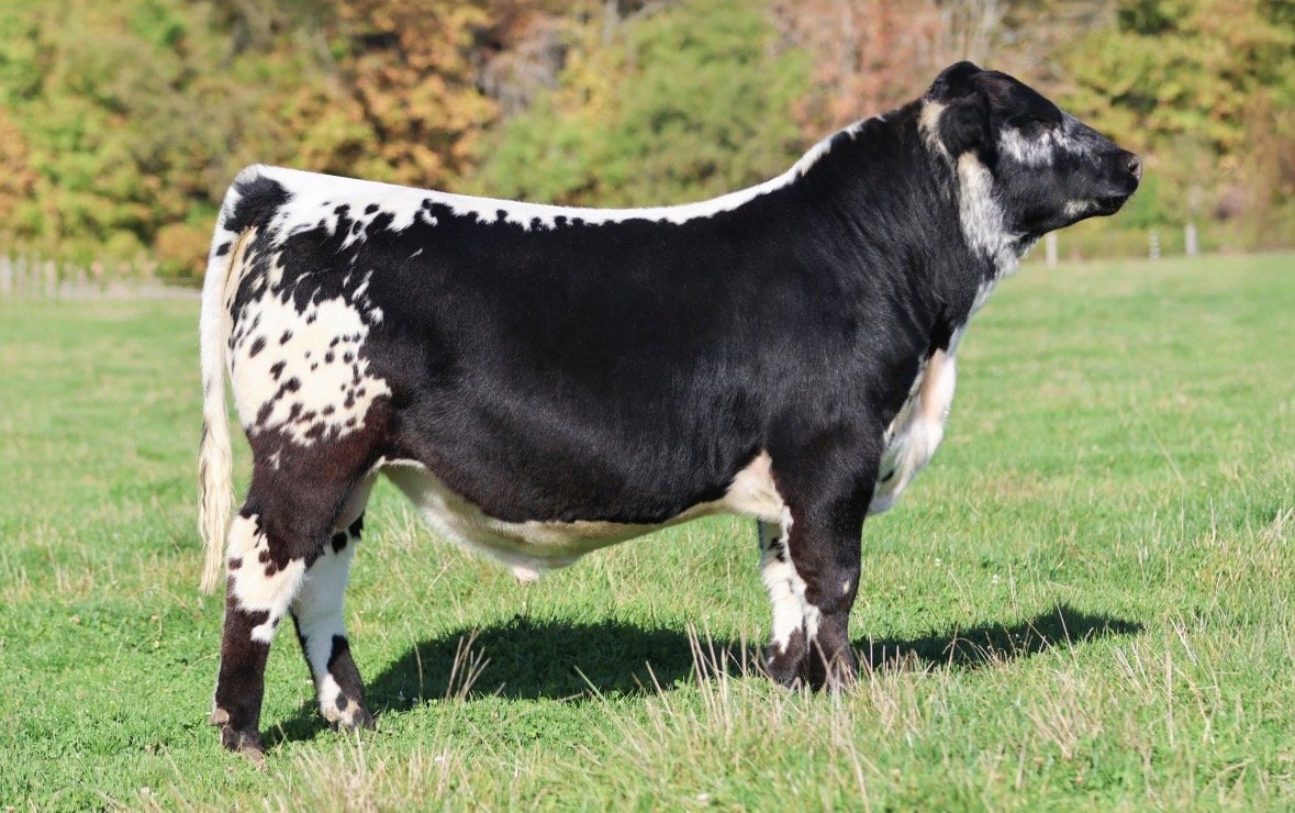 MartinStar Nickleback 2N 