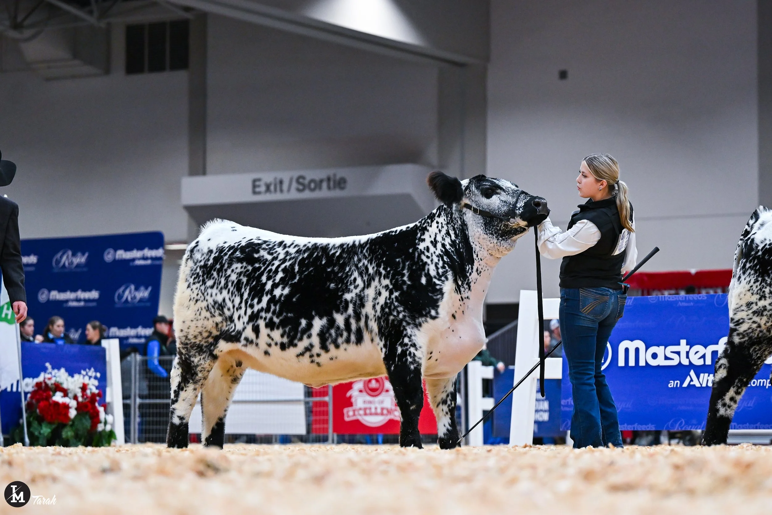 Martinstar Mardi Gras RAWF 2025 