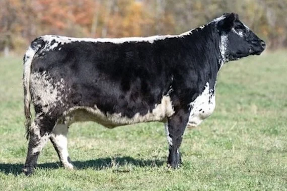 Red Maple 3A Starlight 21F (HS Untapped 3A x JSF Skylark 1Z) 