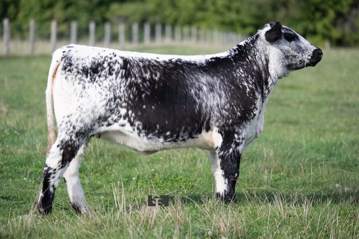 Martinstar Masquerade 1N [SOLD]-KFC Farms