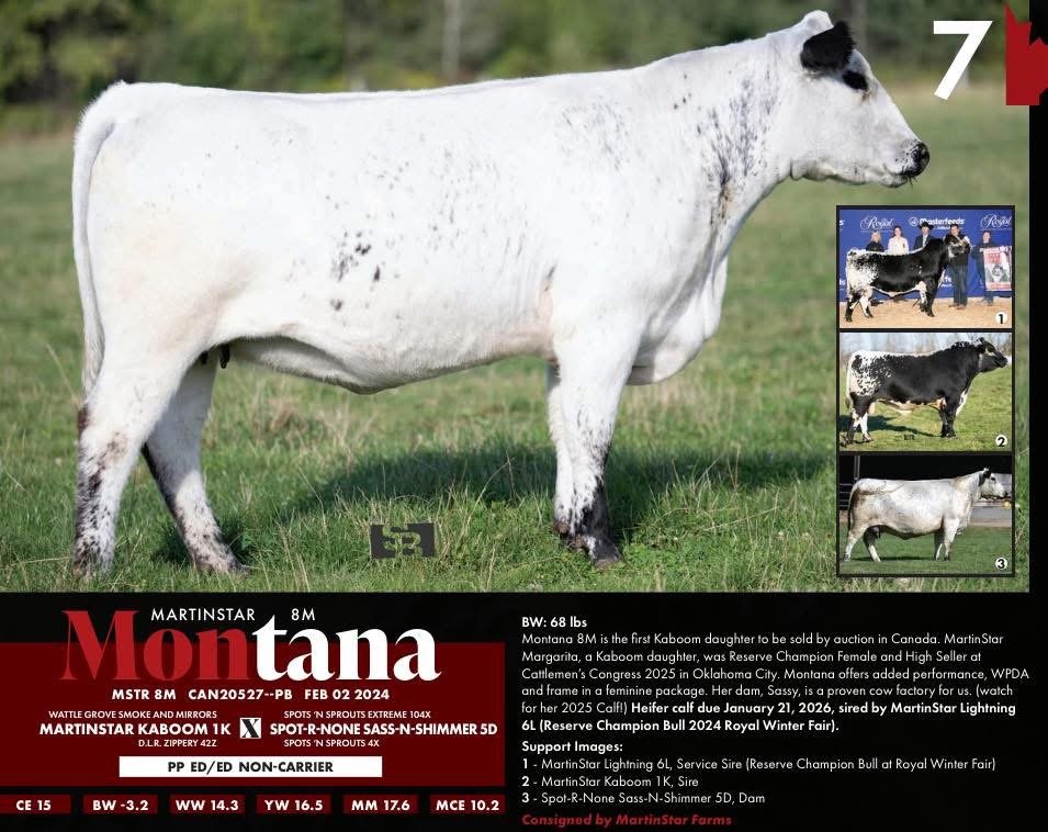 Martinstar Montana8M [SOLD]Raise The Bar SP