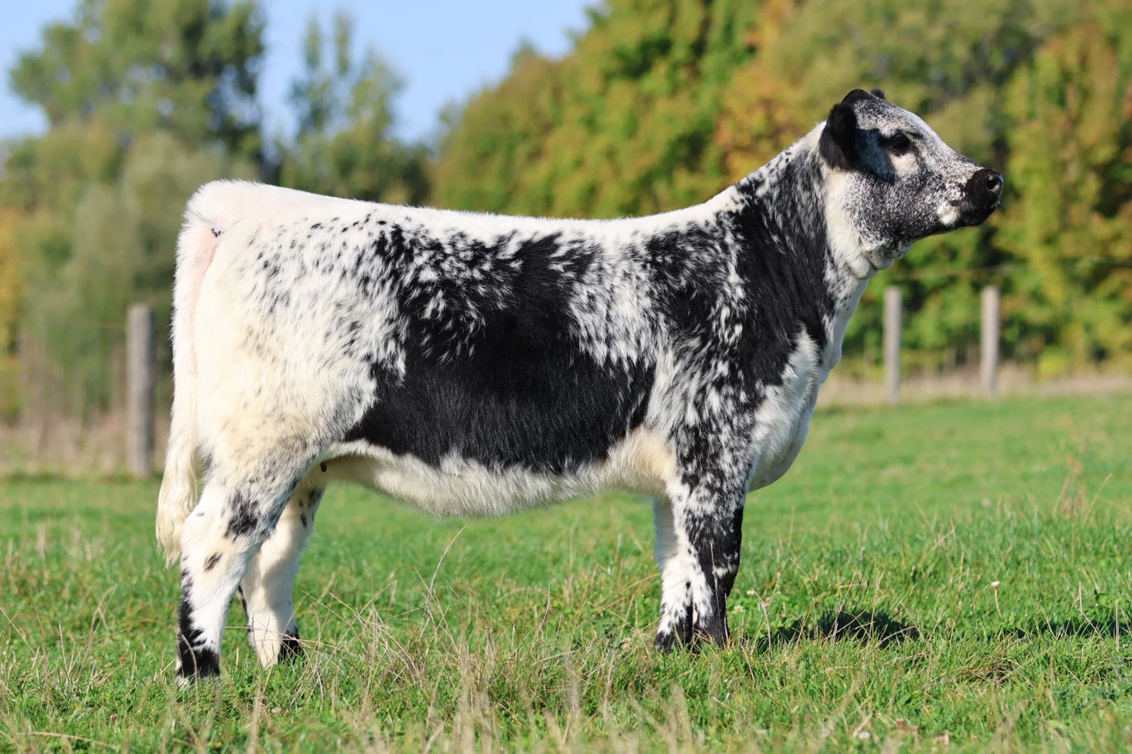 Martinstar Notorious 