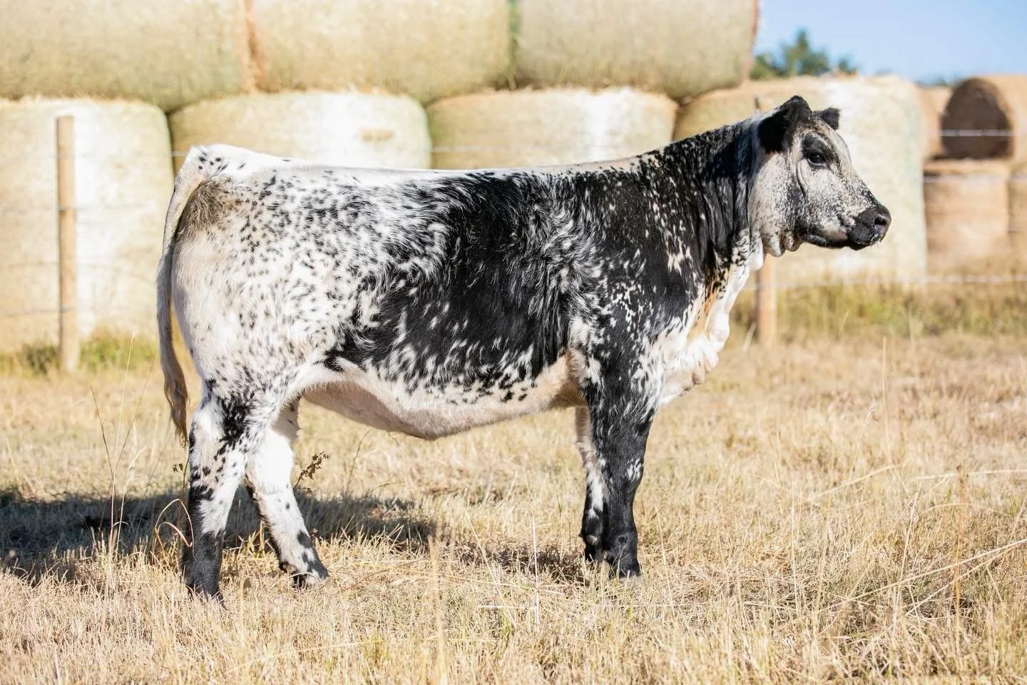 KFC Cashmere 18N Purchased CWA 2025 