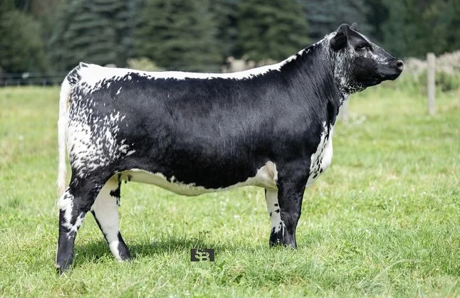 Martinstar Lemon Drop 11L [SOLD]-LANCO CC