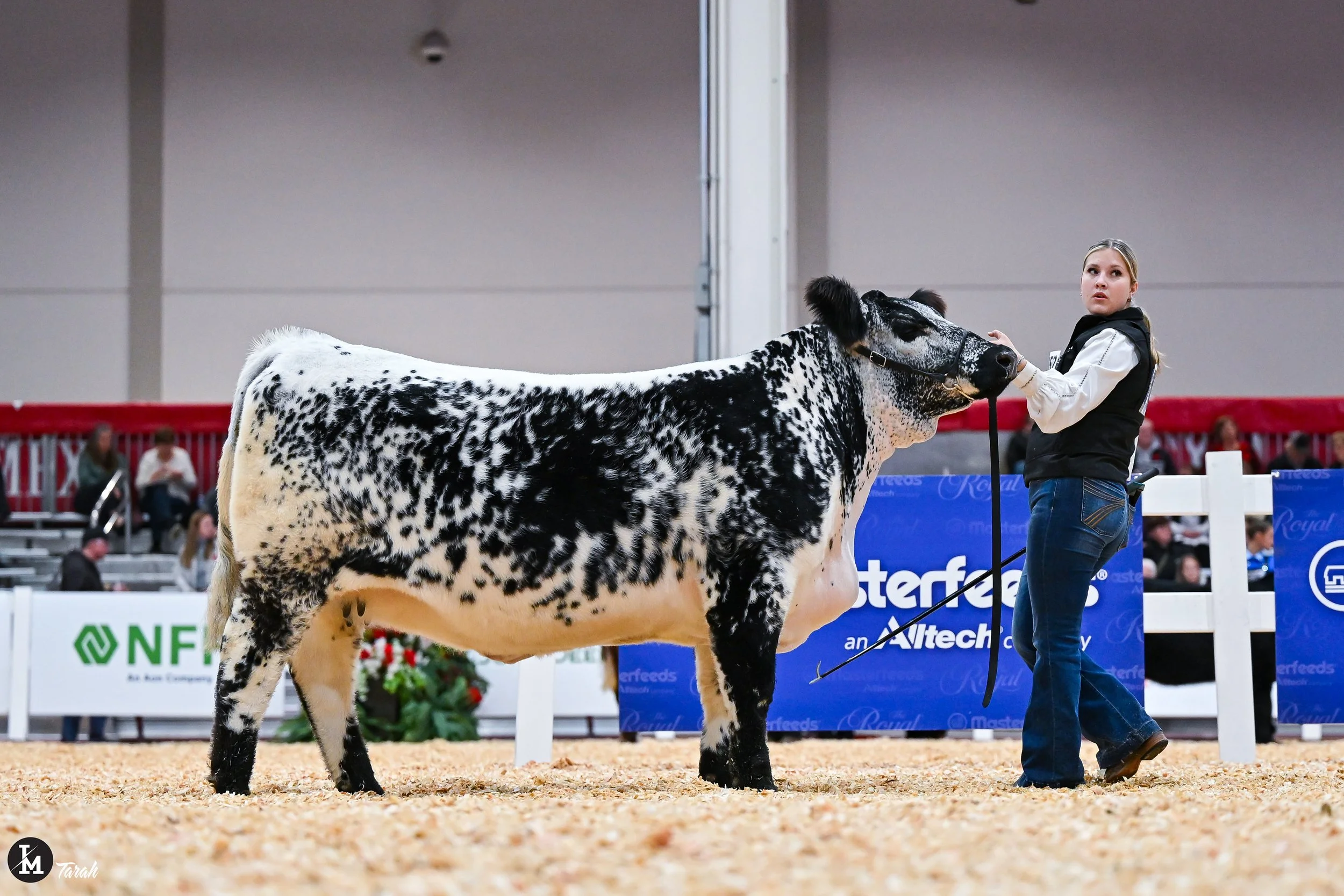 Martinstar Mardi Gras 1M