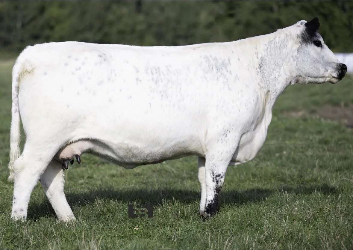 Martinstar Jemma 2J [SOLD]-Ron Martin 