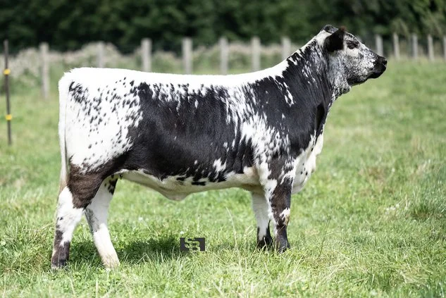 Martinstar Mustang 2M [SOLD]-Riverhill Farm