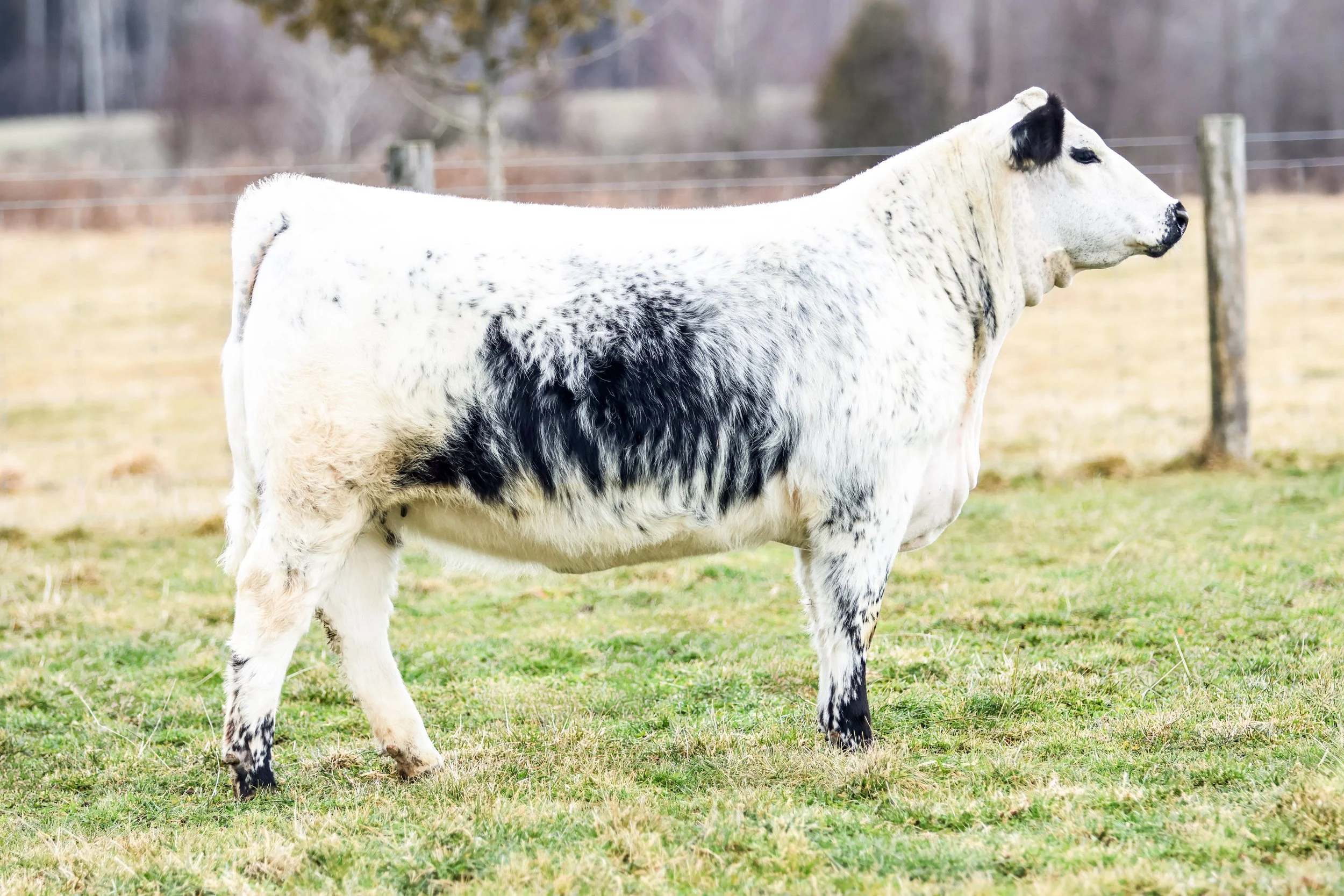 Martinstar Margarita 7M [SOLD]-BlueRidge SP