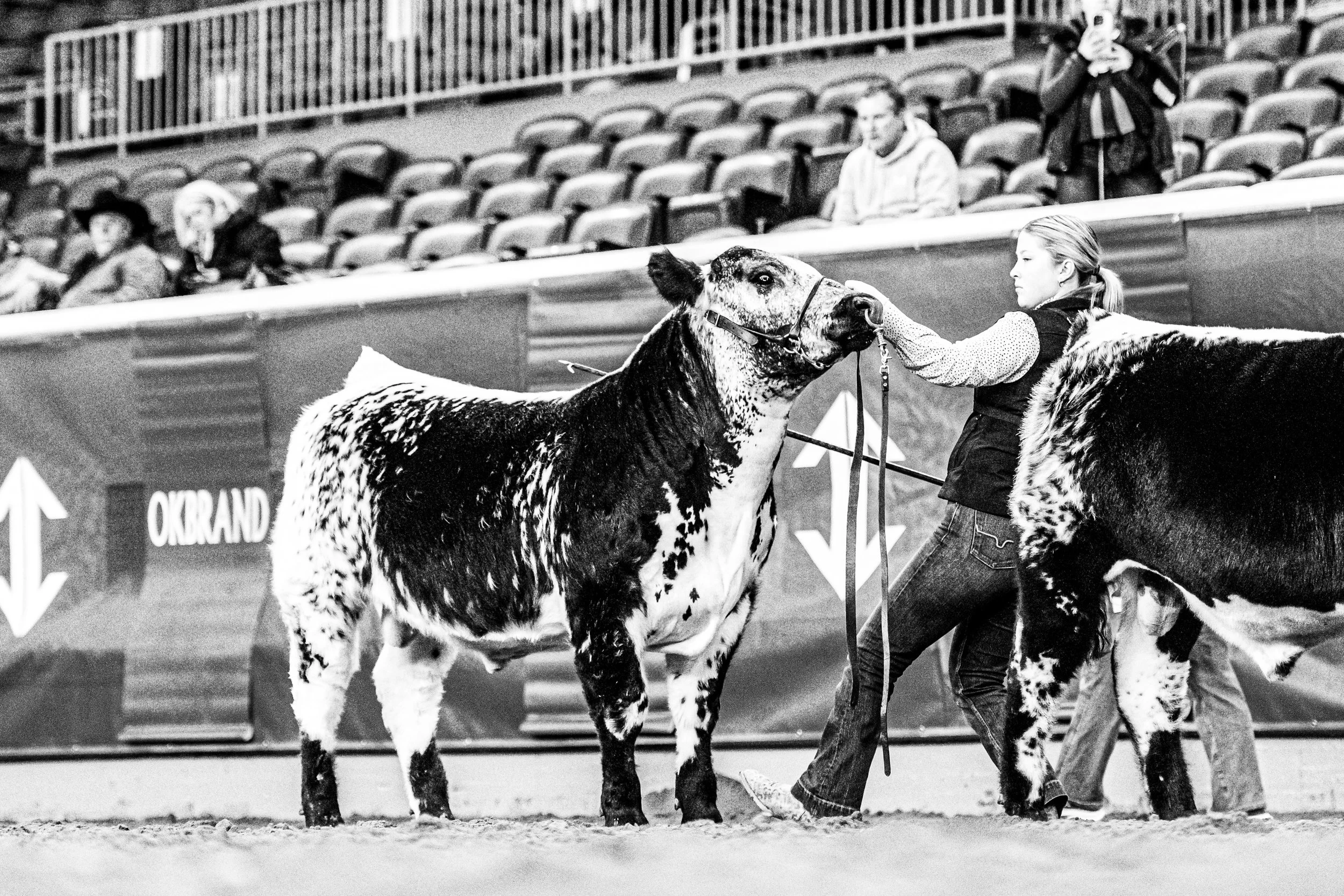 OKC Cattlemen’s Congress Speckle Park Show