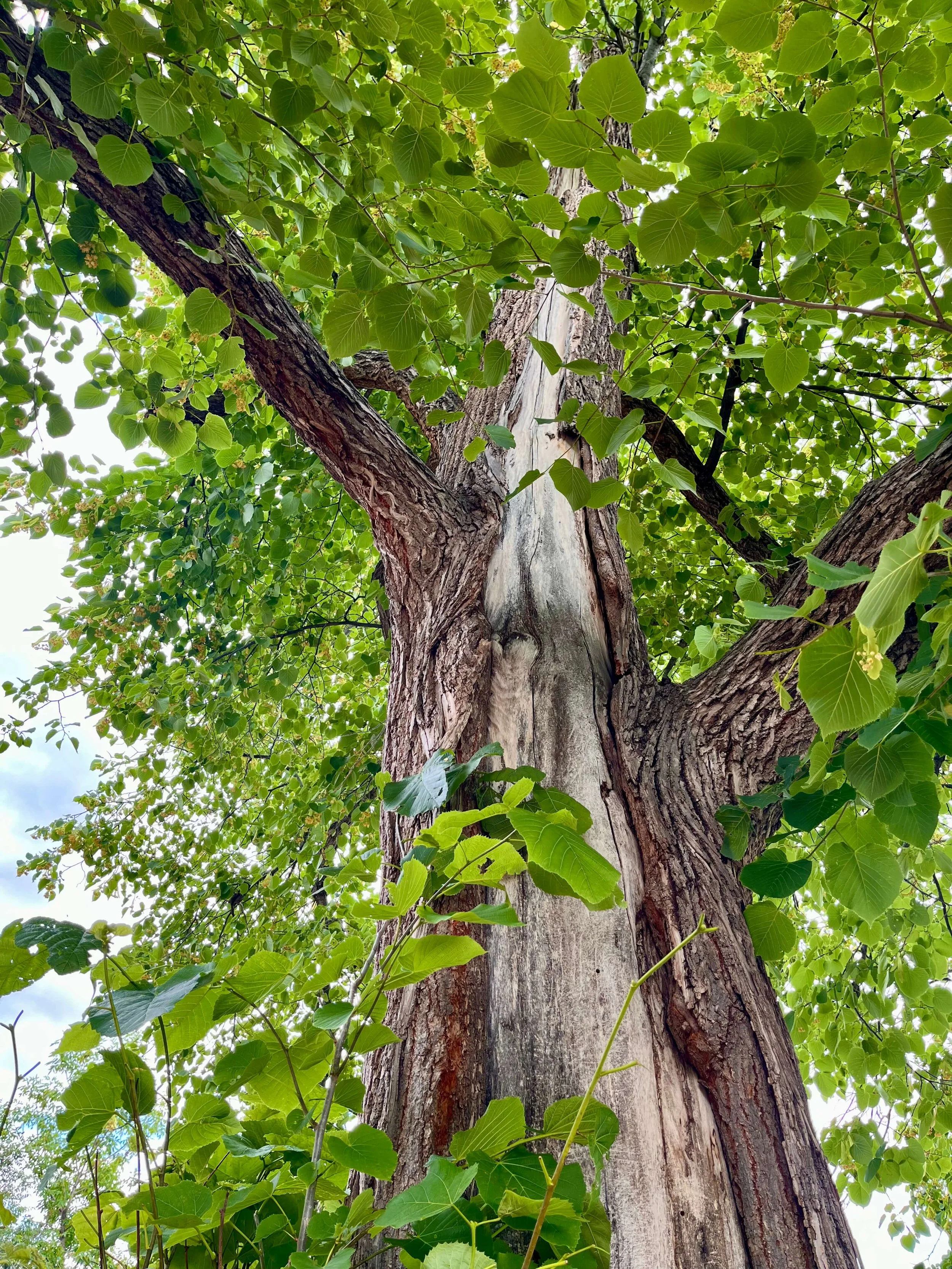 Large and abundant with green leaves linden tree bearing a lightning strike scar.
