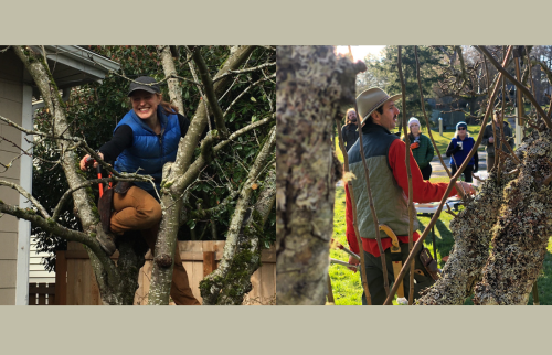 Fruit Tree Pruning Workshop