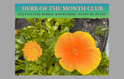 Herb of the Month Club