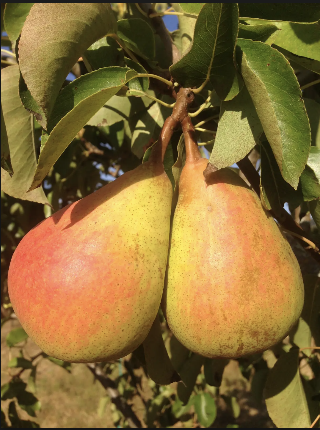 Summer Fruit Tree Pruning
