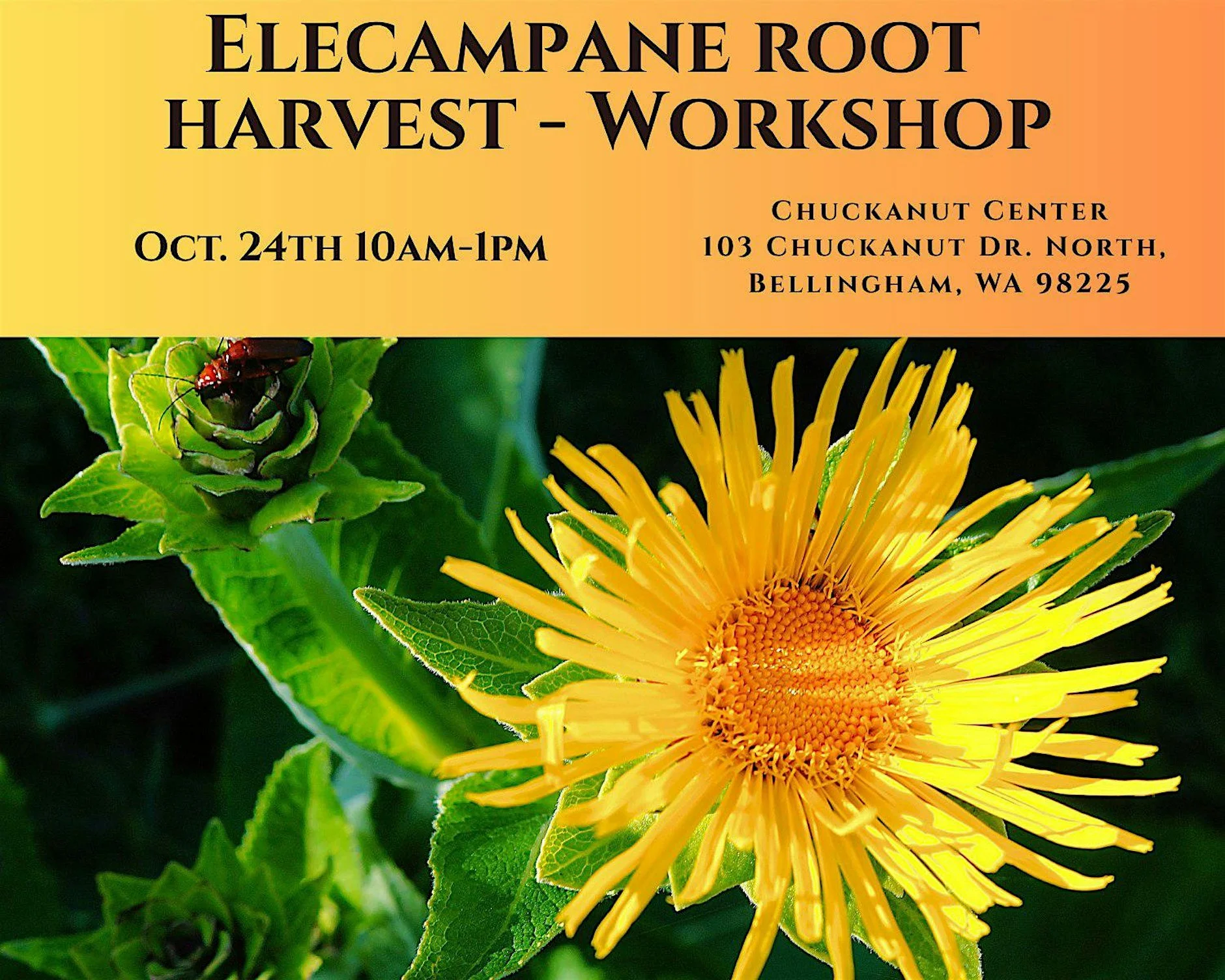 Meeting Elecampane: A Hands-On Harvest & Herbal Medicine Workshop