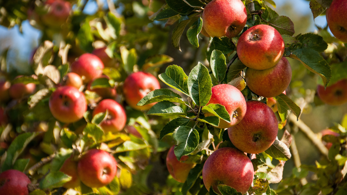 Apple Fest