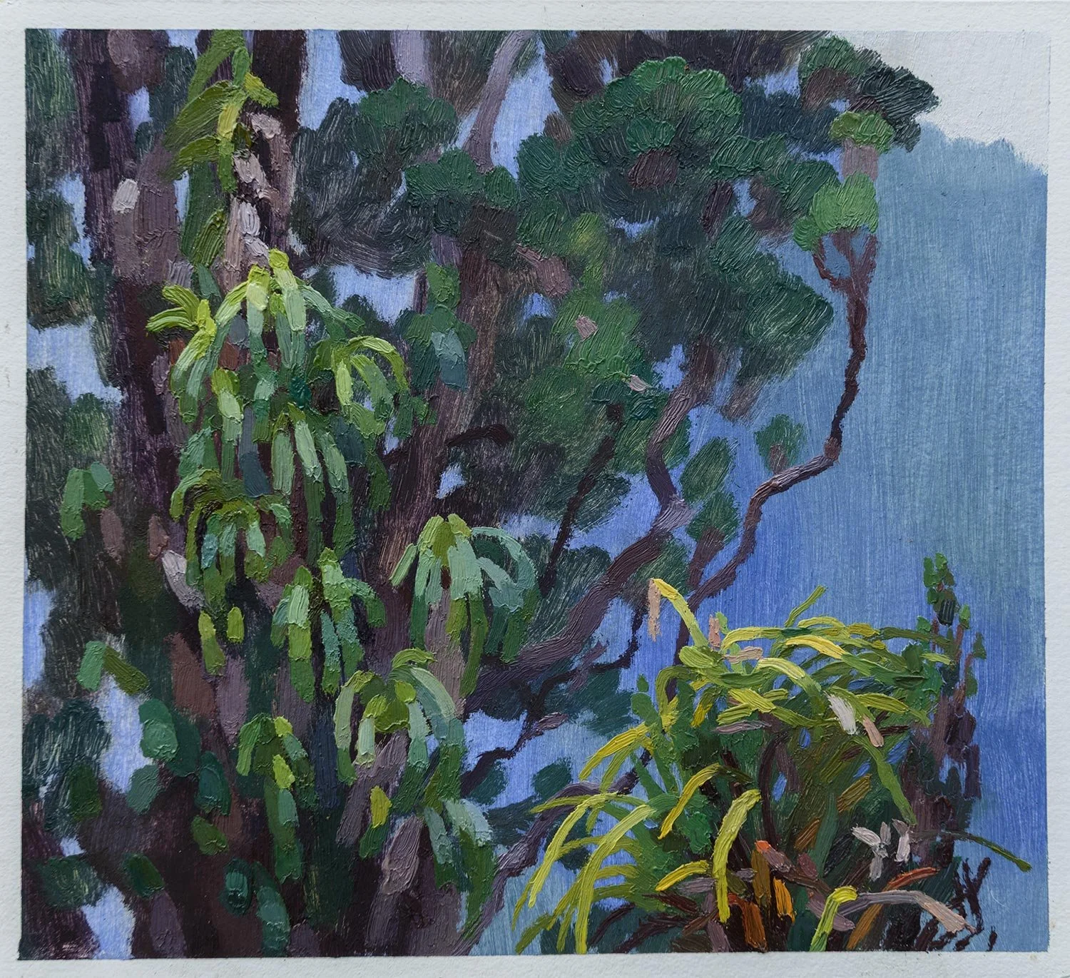 Epiphytes in Rātā tree