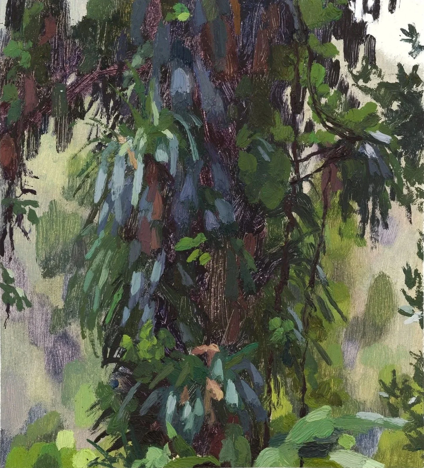 Epiphytes on Rimu trunk