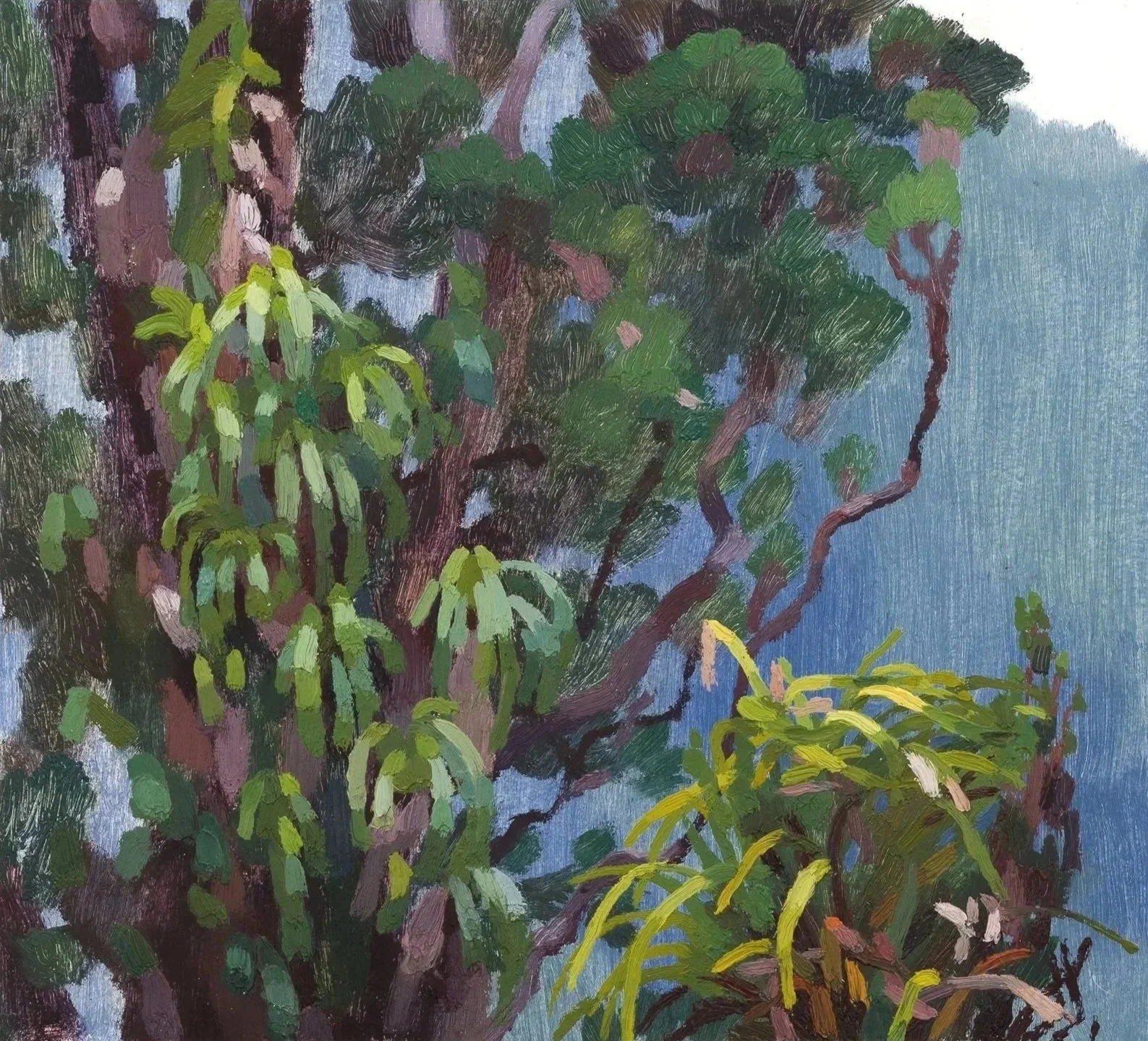 Epiphites in Rātā