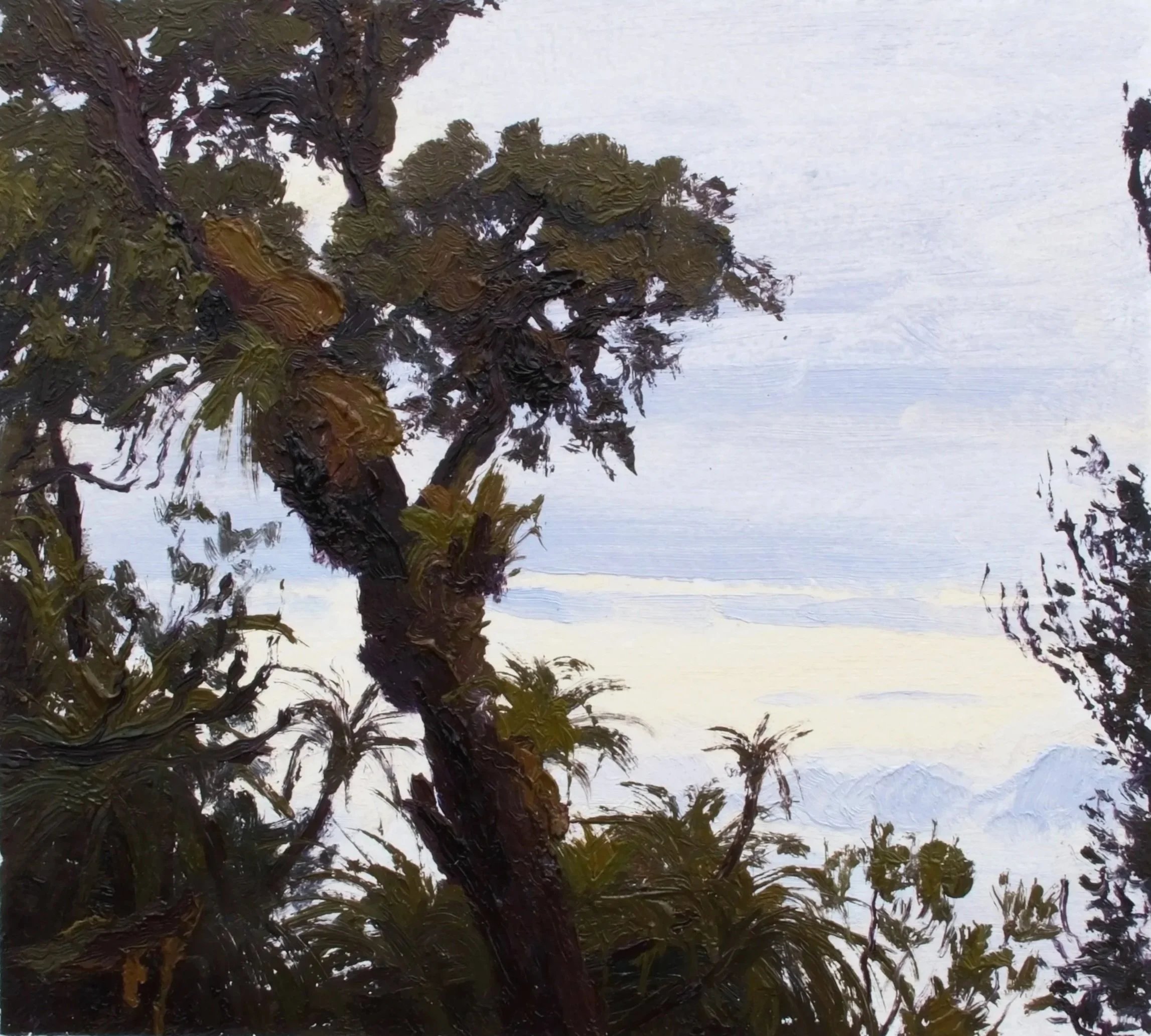 Epiphytes on Mountain Beech