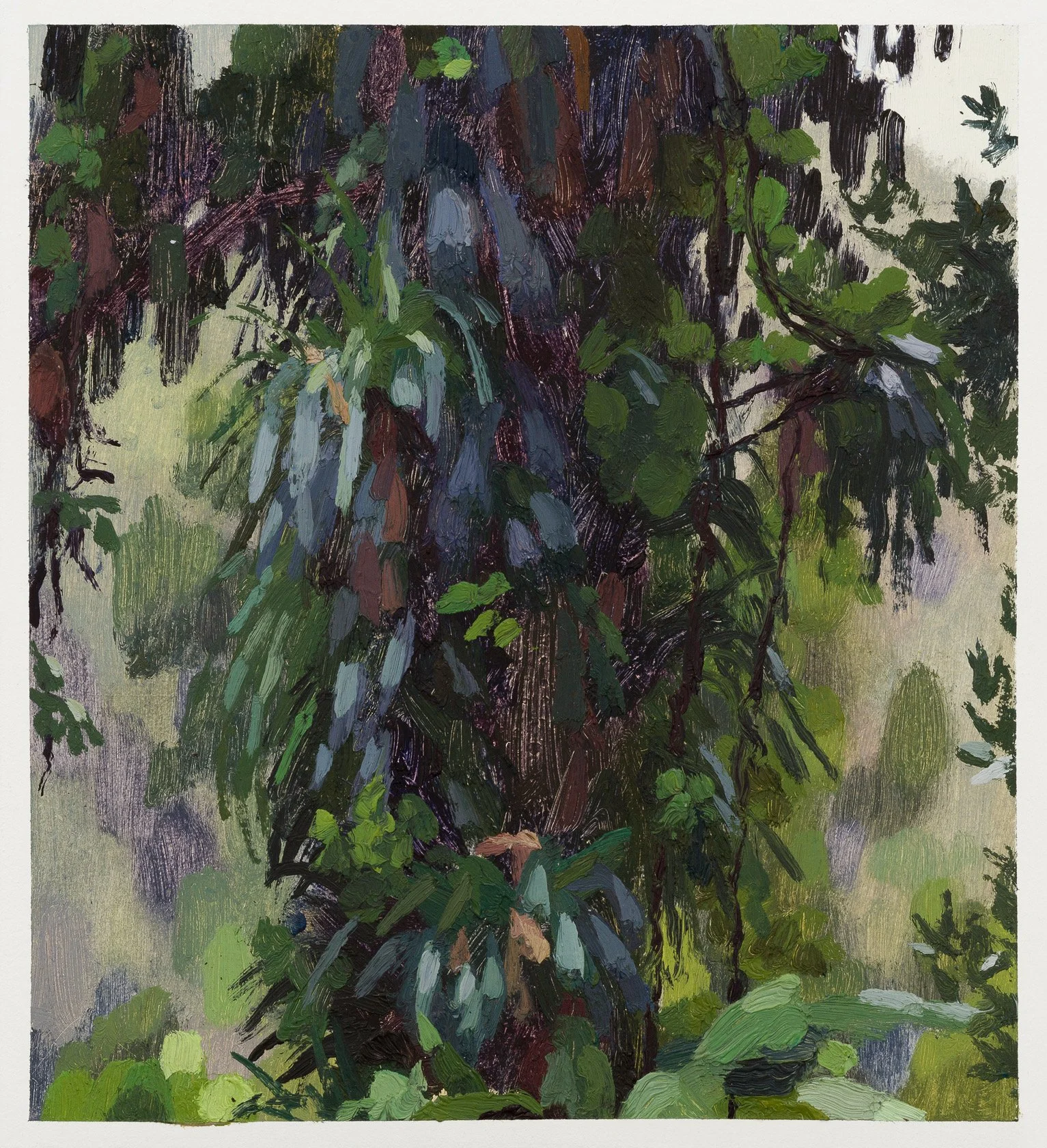 Epiphtyes, scrambling up Rimu trunk