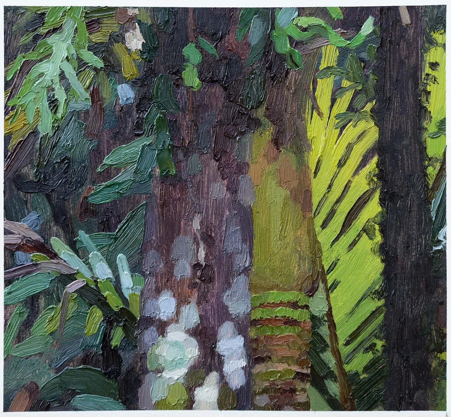 Nīkau, Heaphy Track