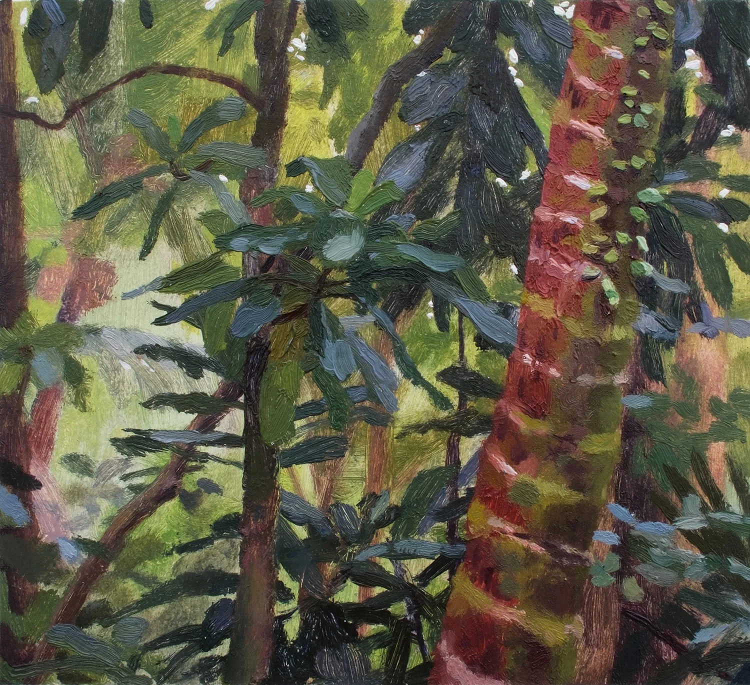 Nīkau and Parapara tree