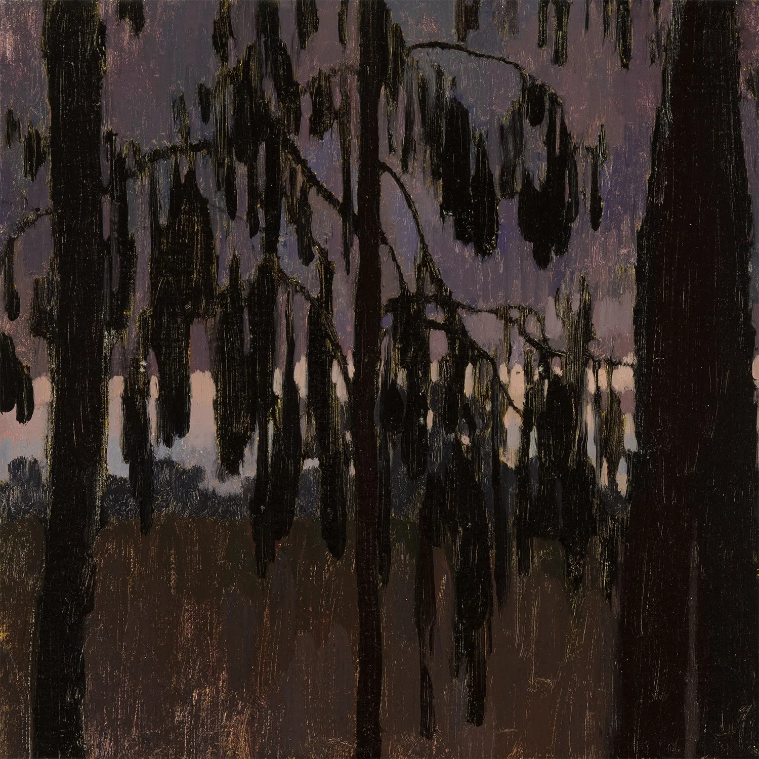 Rimu, early moring light (Series, 2 of 3)