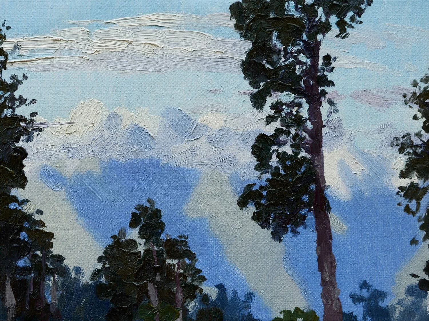 Lowland Kahikatea