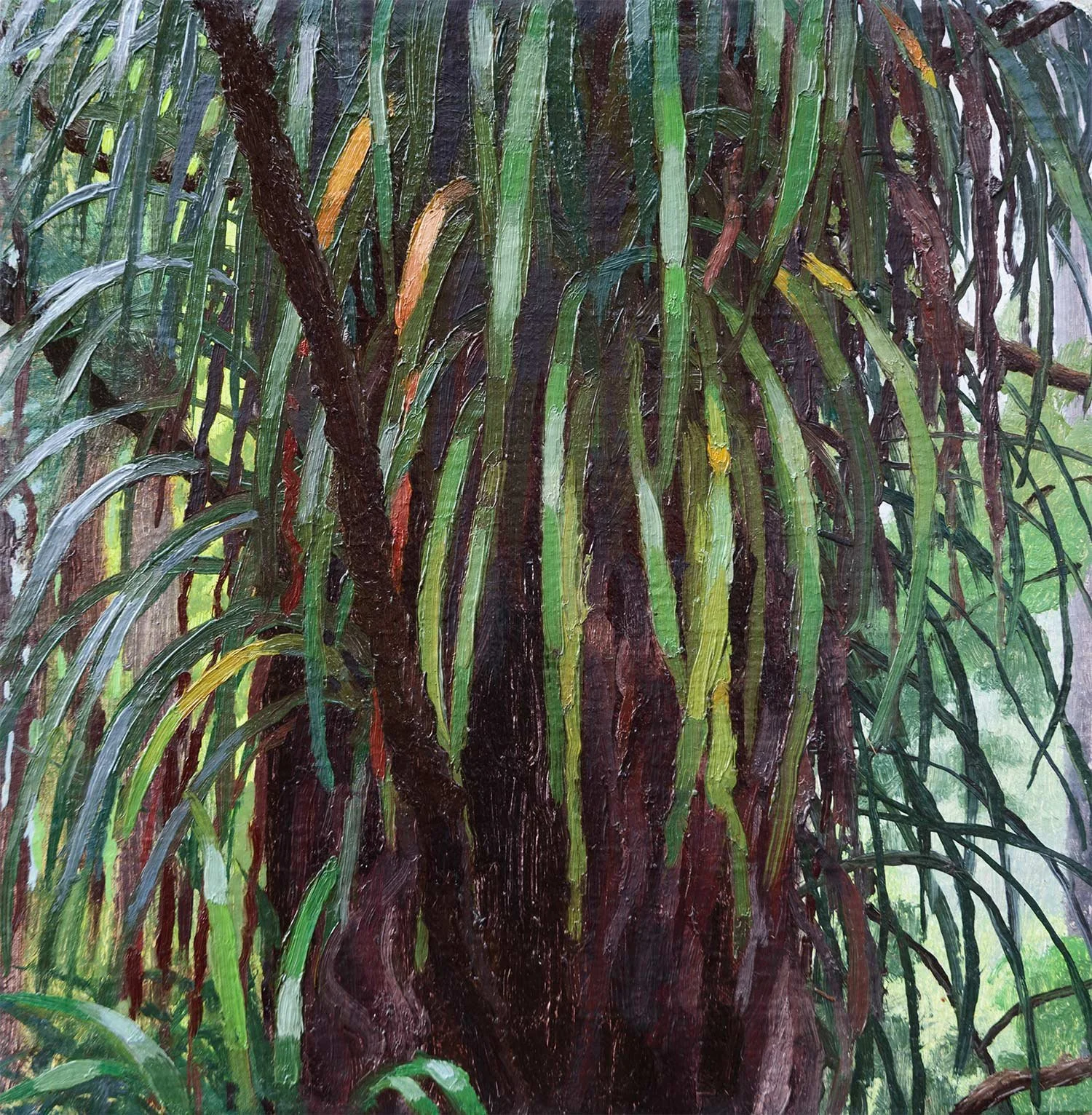 Kiekie, cascading down Rimu trunk
